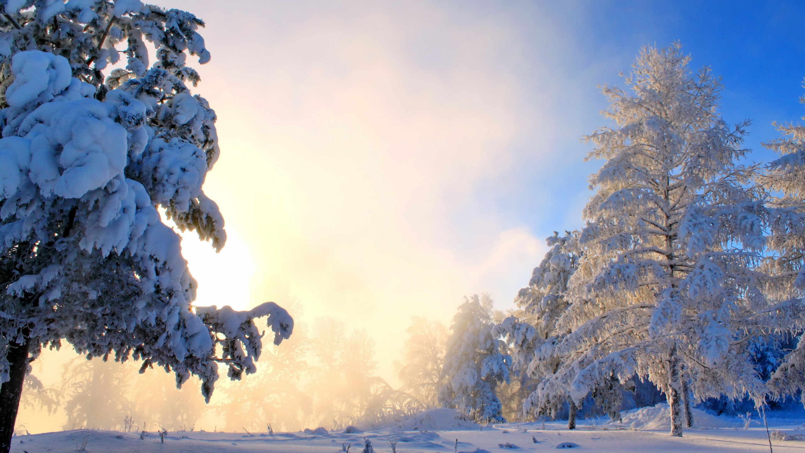 General 2560x1440 nature snow trees winter sunlight cold ice outdoors
