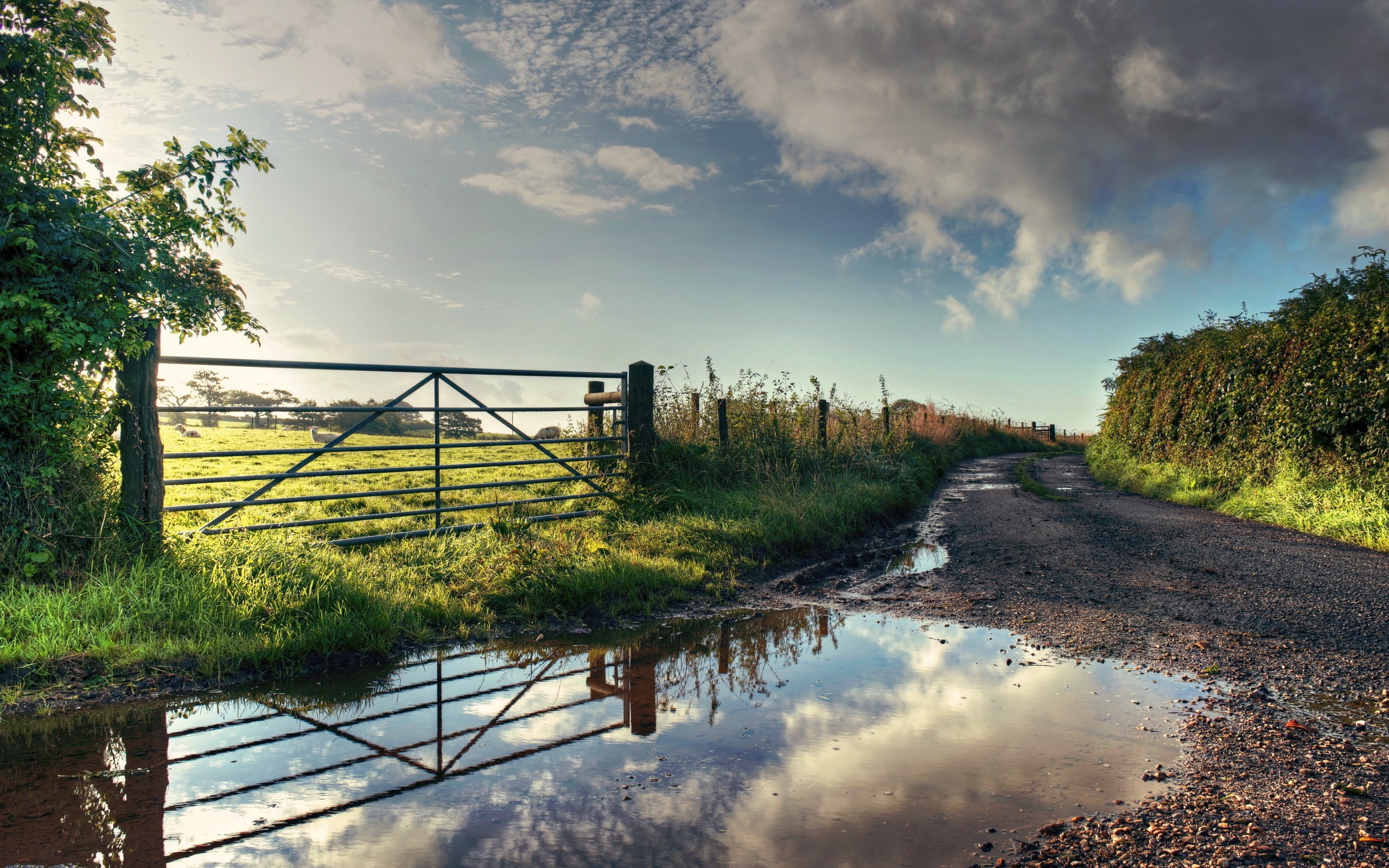 General 2560x1600 nature reflection road fence water clouds puddle sheep sunlight
