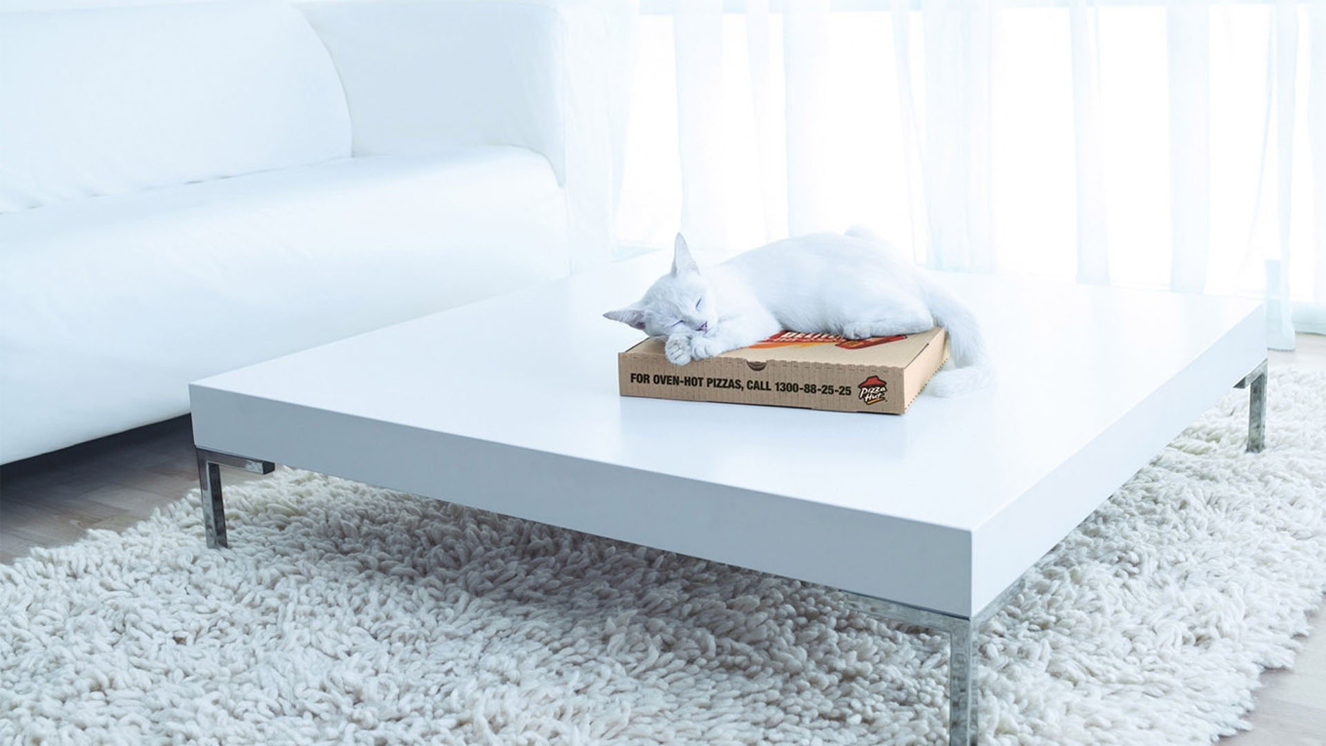 General 1920x1080 cats pizza boxes table carpet animals mammals relaxing sleeping numbers brand Pizza Hut logo