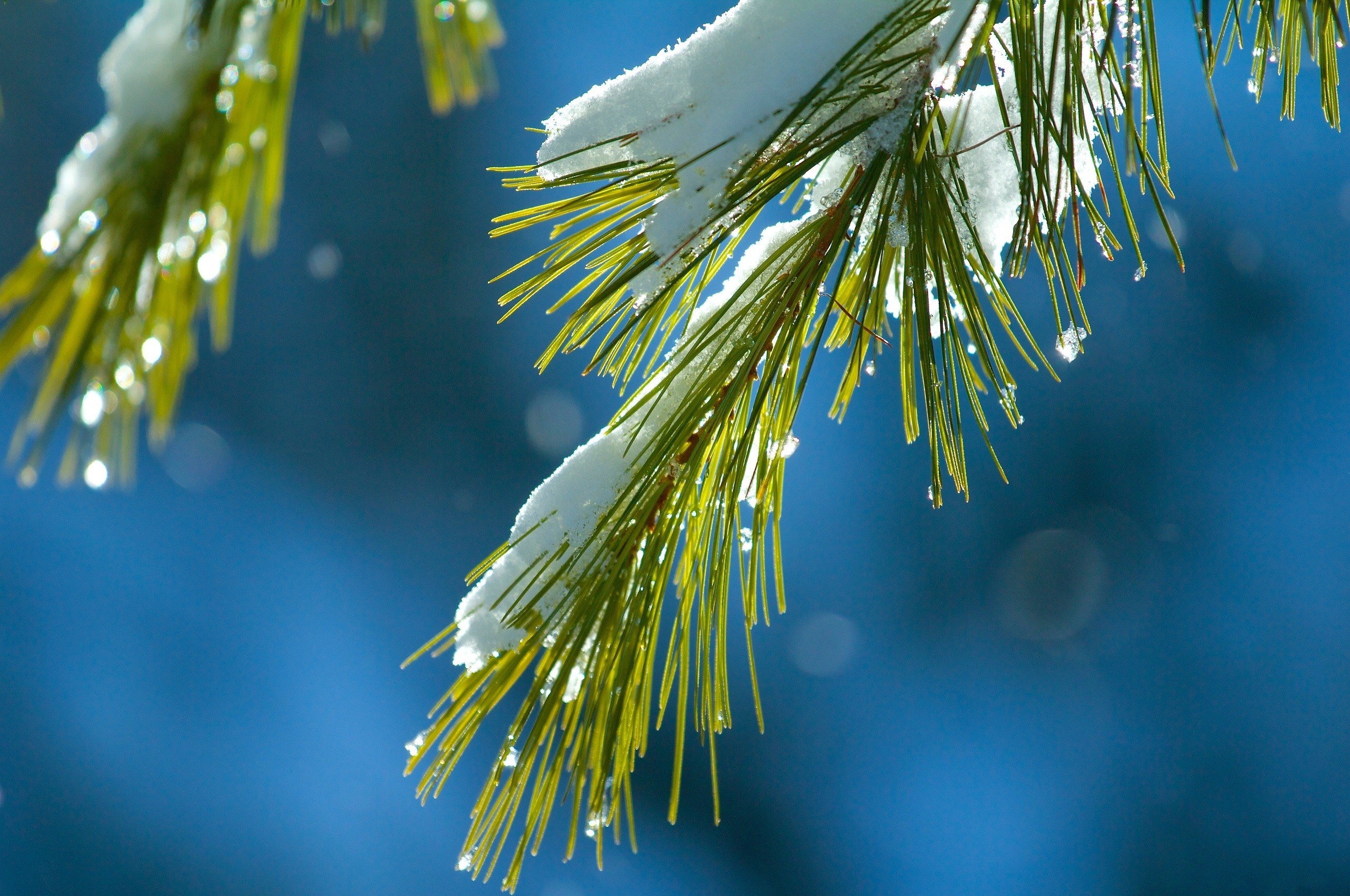 General 2560x1700 snow macro pine trees winter nature closeup