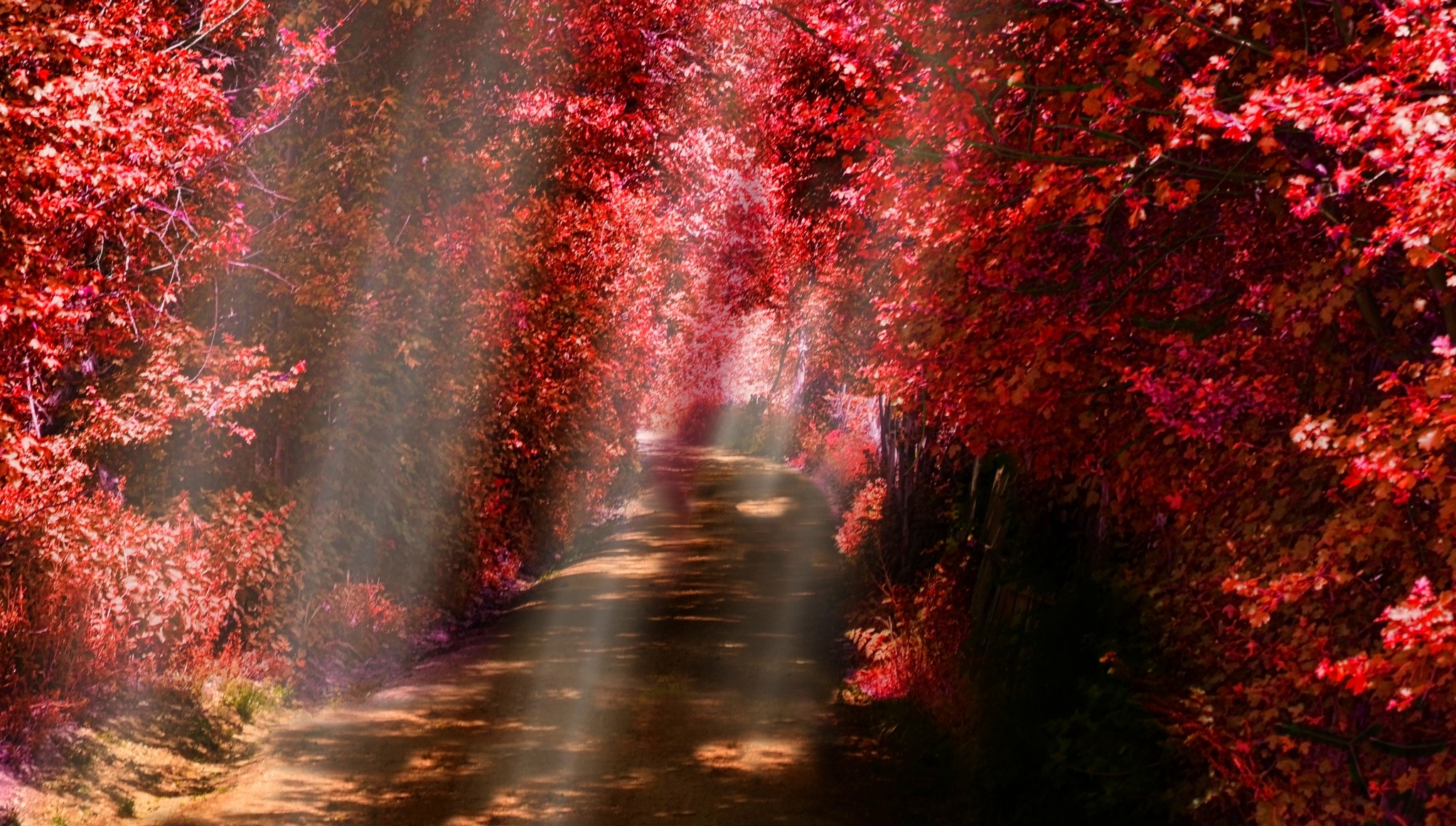 General 2048x1163 nature sun rays path fall red leaves shrubs trees mist sunlight dirt road
