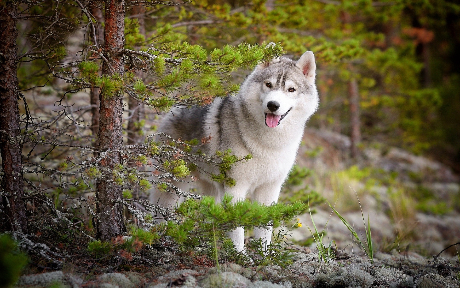 General 1920x1200 Siberian Husky  animals dog nature forest trees mammals outdoors
