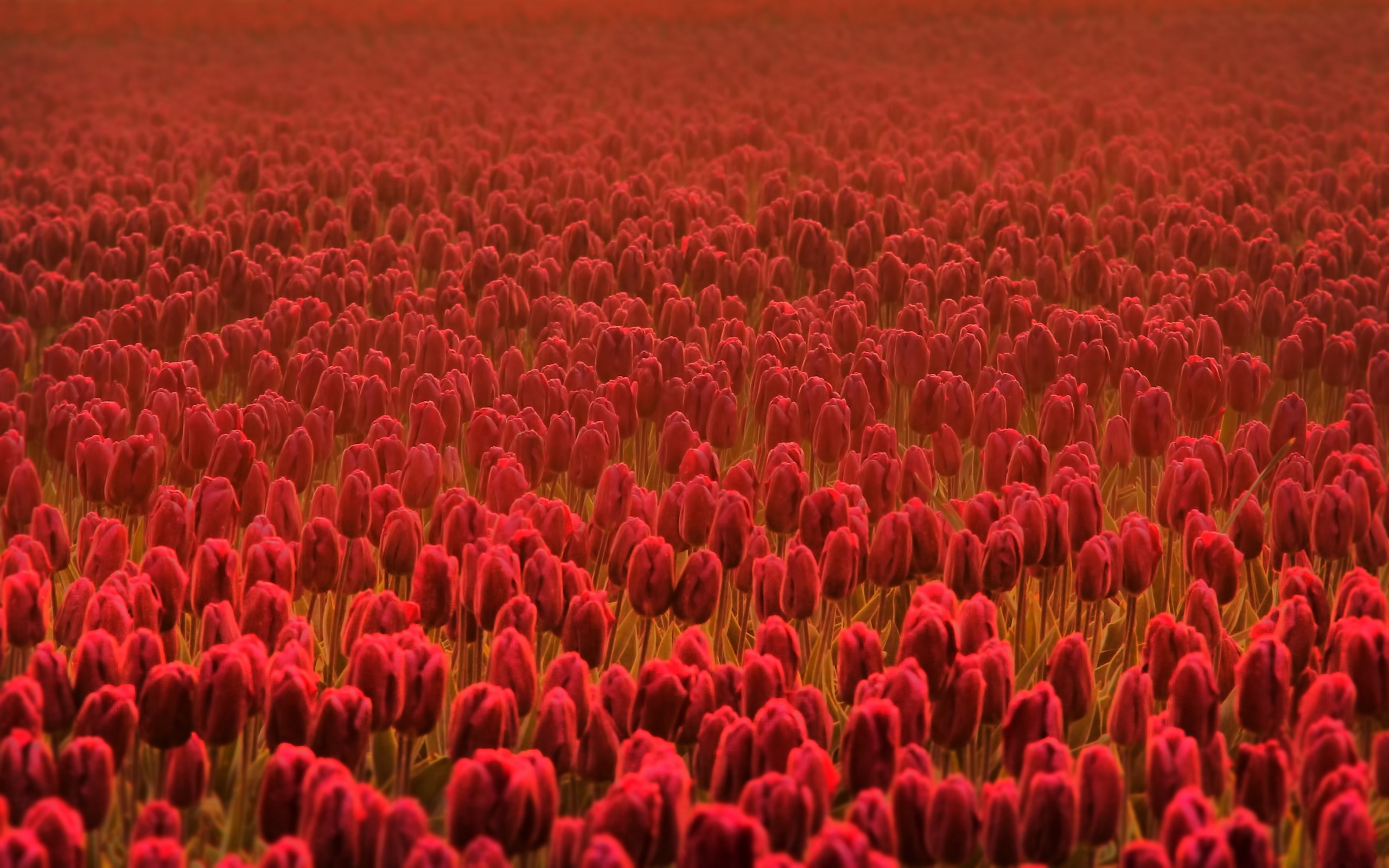 General 2560x1600 tulips red flowers flowers nature field Agro (Plants) plants