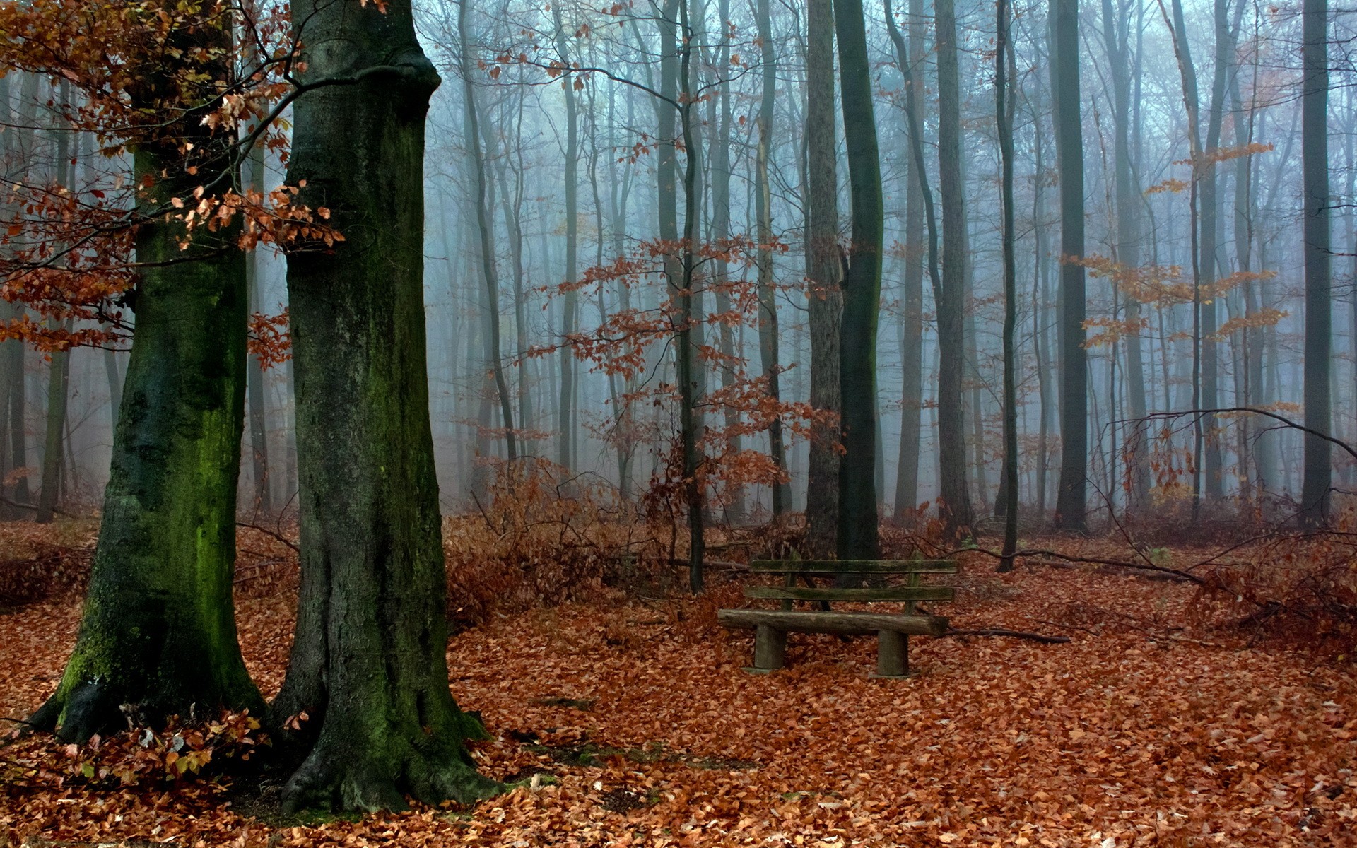 General 1920x1200 nature landscape trees wood forest leaves branch fall bench mist moss