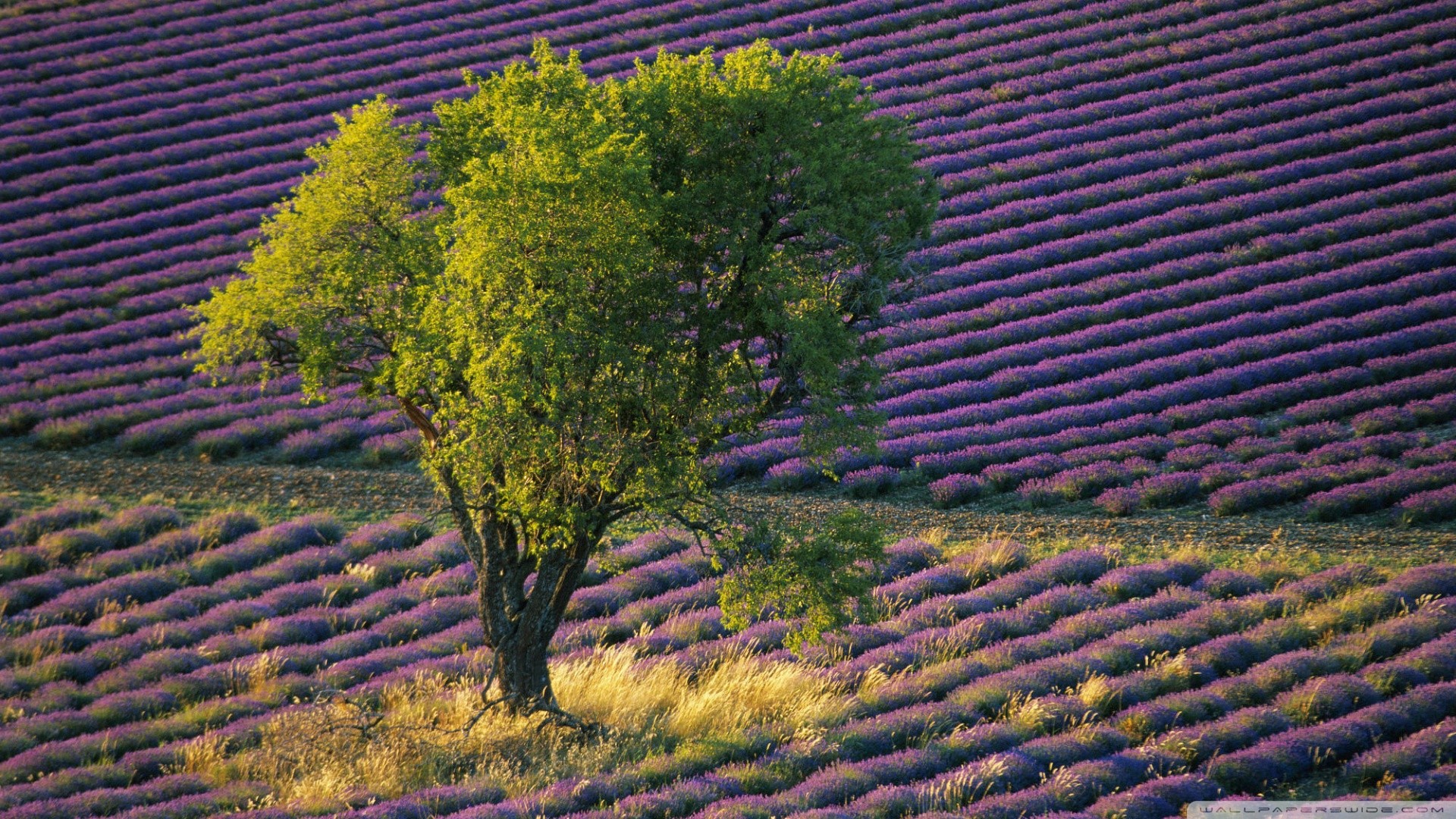 General 1920x1080 lavender field landscape trees purple flowers Provence France Agro (Plants) outdoors