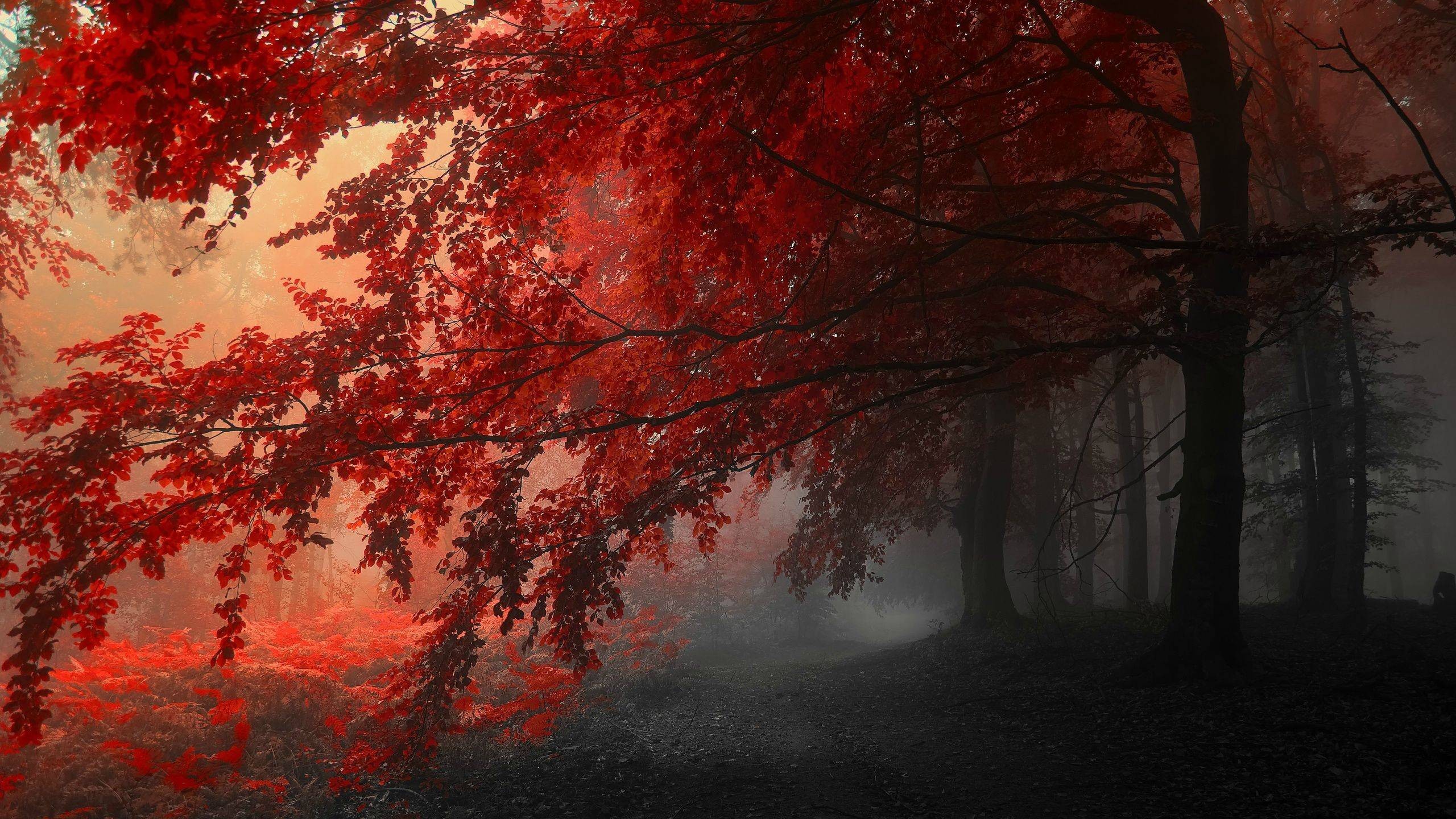 General 2560x1440 fall trees nature outdoors plants mist