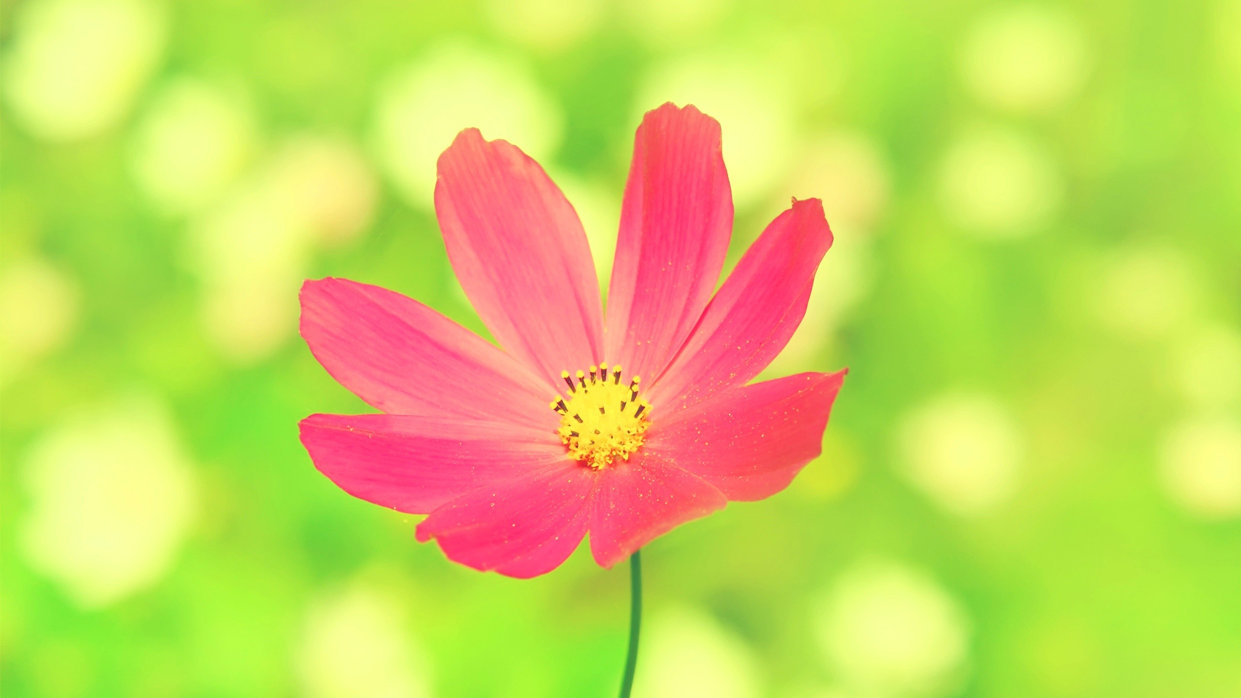 General 2560x1440 pink flowers Cosmos (flower) plants green pink bright colorful