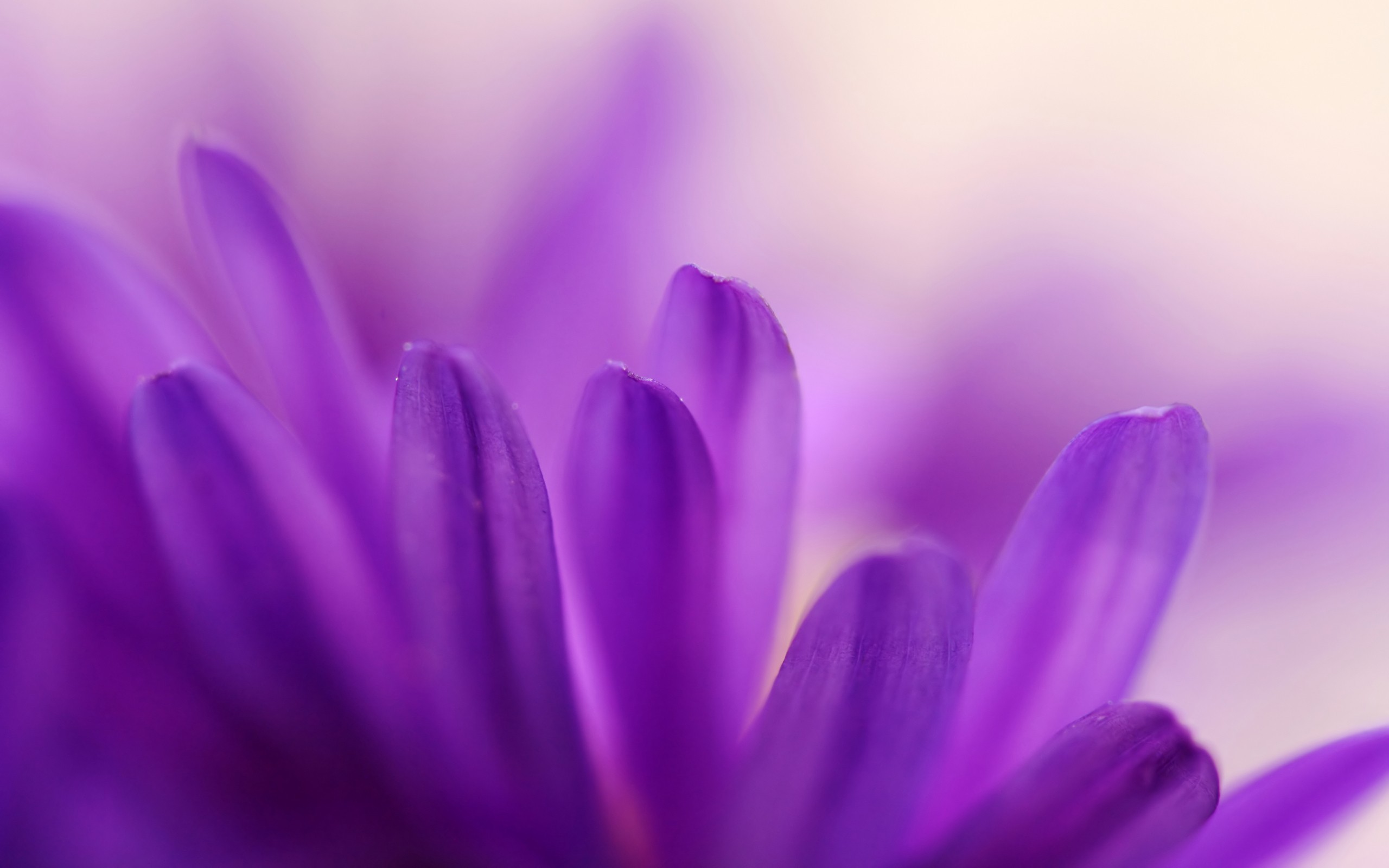 General 2560x1600 purple flowers plants flowers petals closeup macro