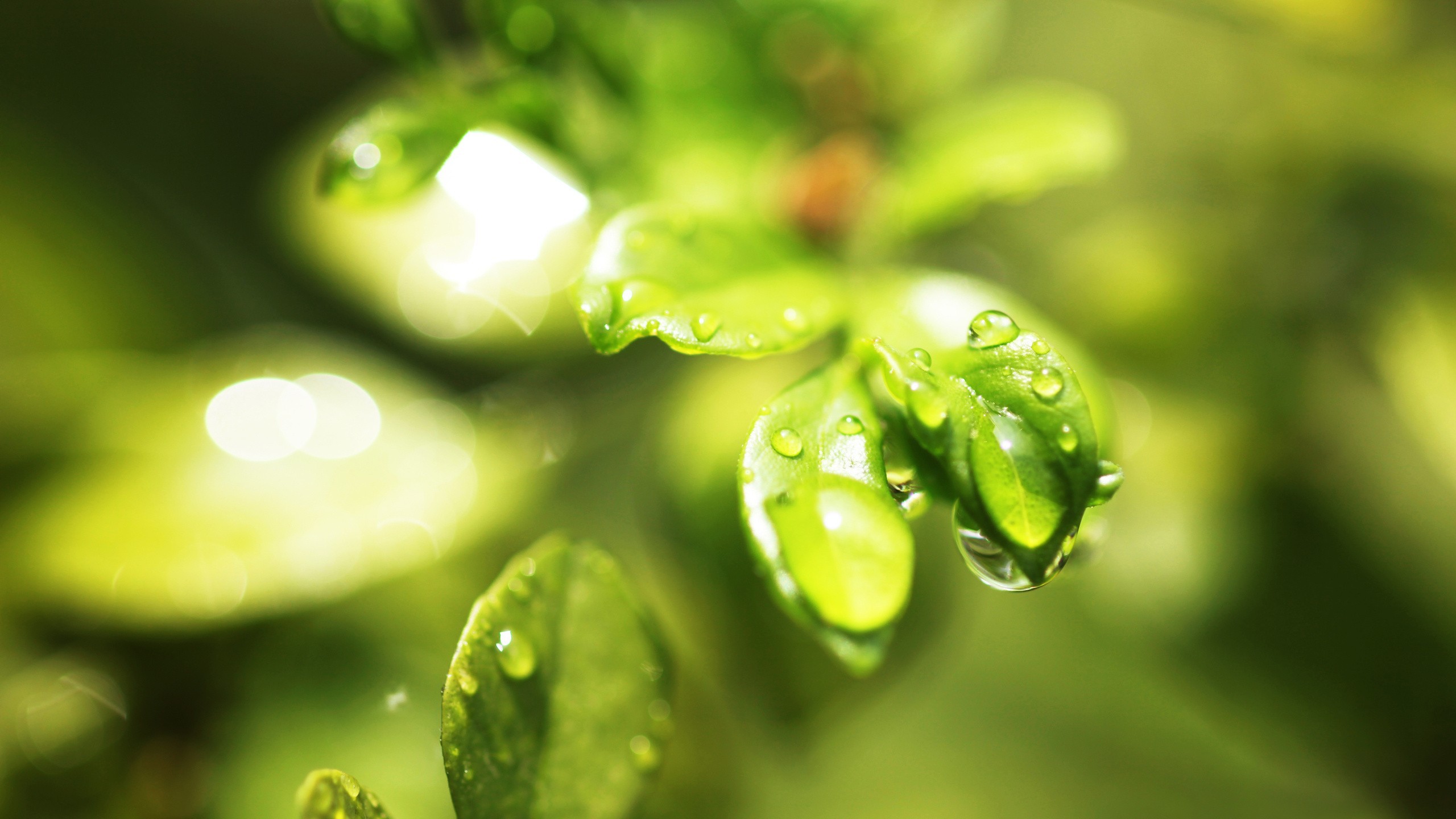 General 2560x1440 water drops leaves plants macro green