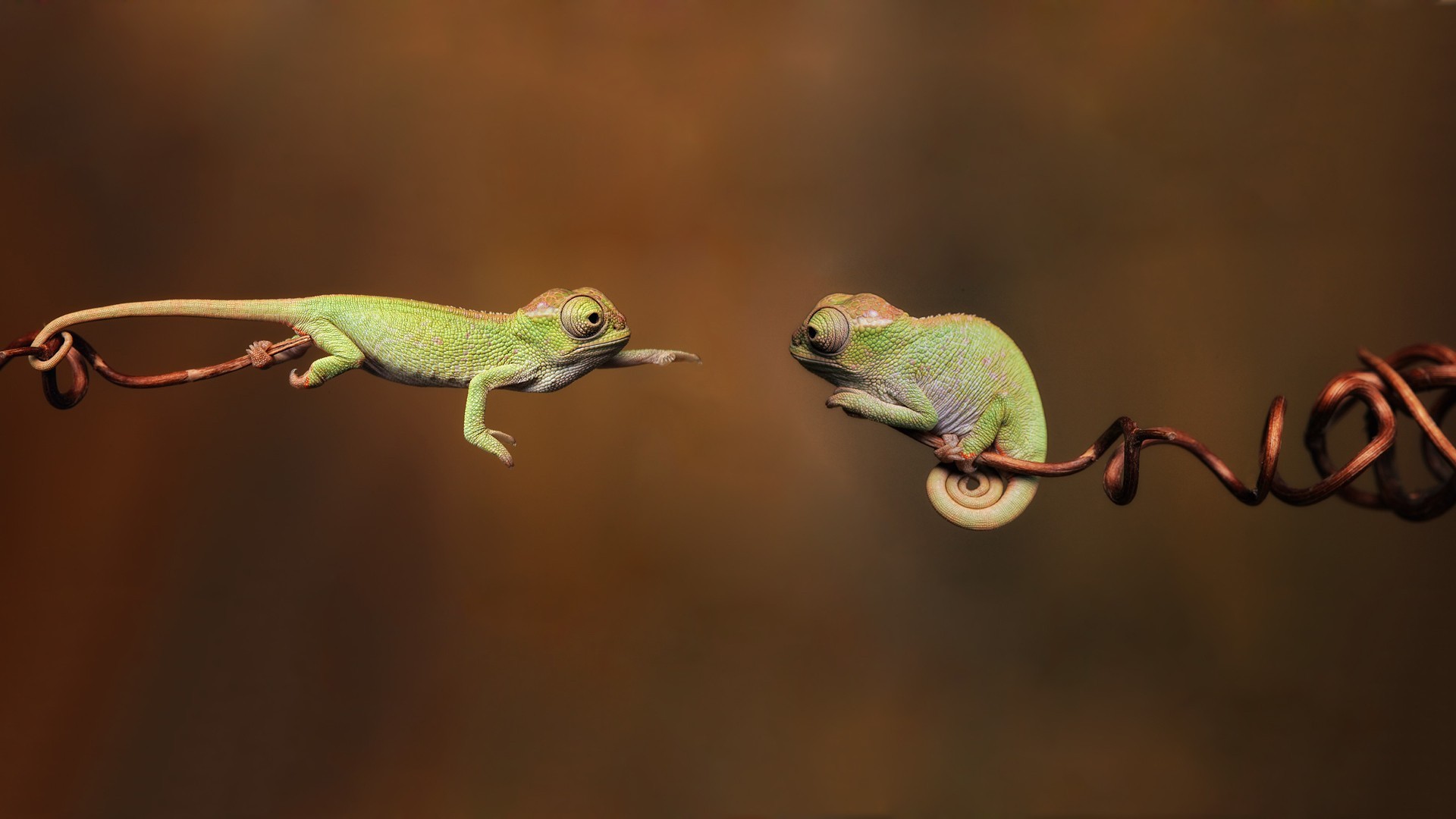 General 1920x1080 chameleons blurred twigs reptiles jumping animals wildlife digital art branch simple background nature