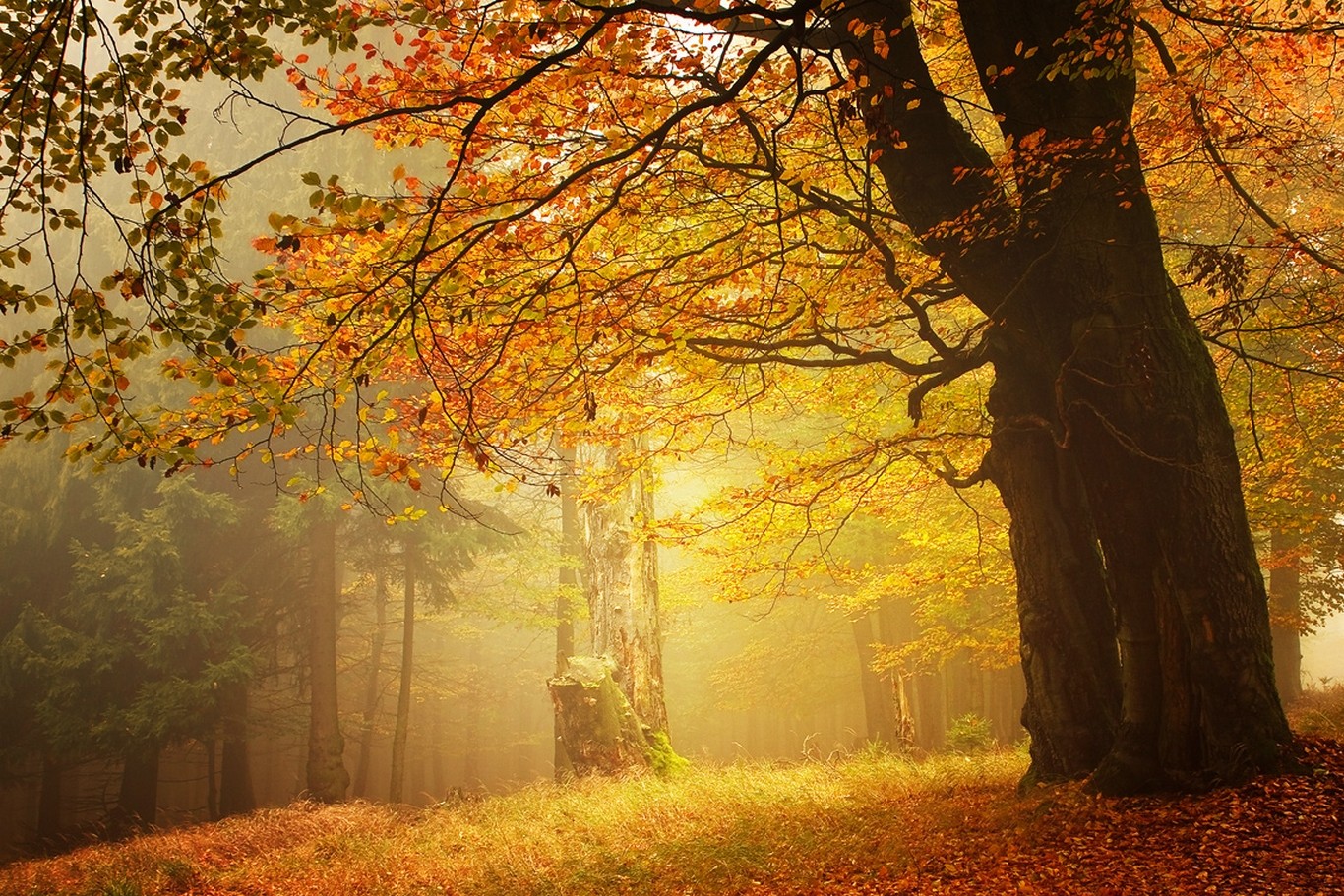 General 1366x911 amber forest fall mist leaves morning trees grass nature