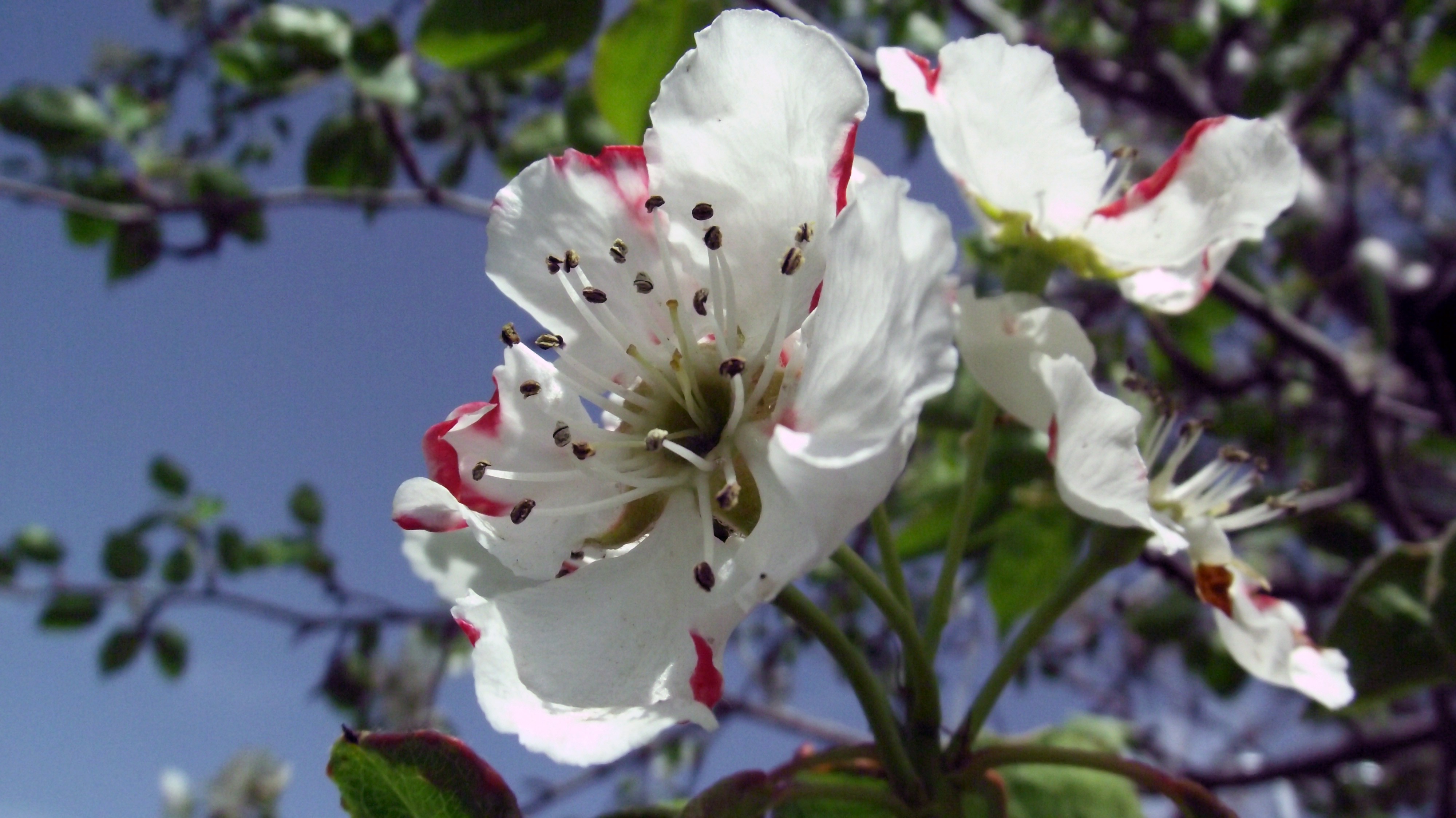 General 4000x2248 blossoms flowers white flowers spring apples plants