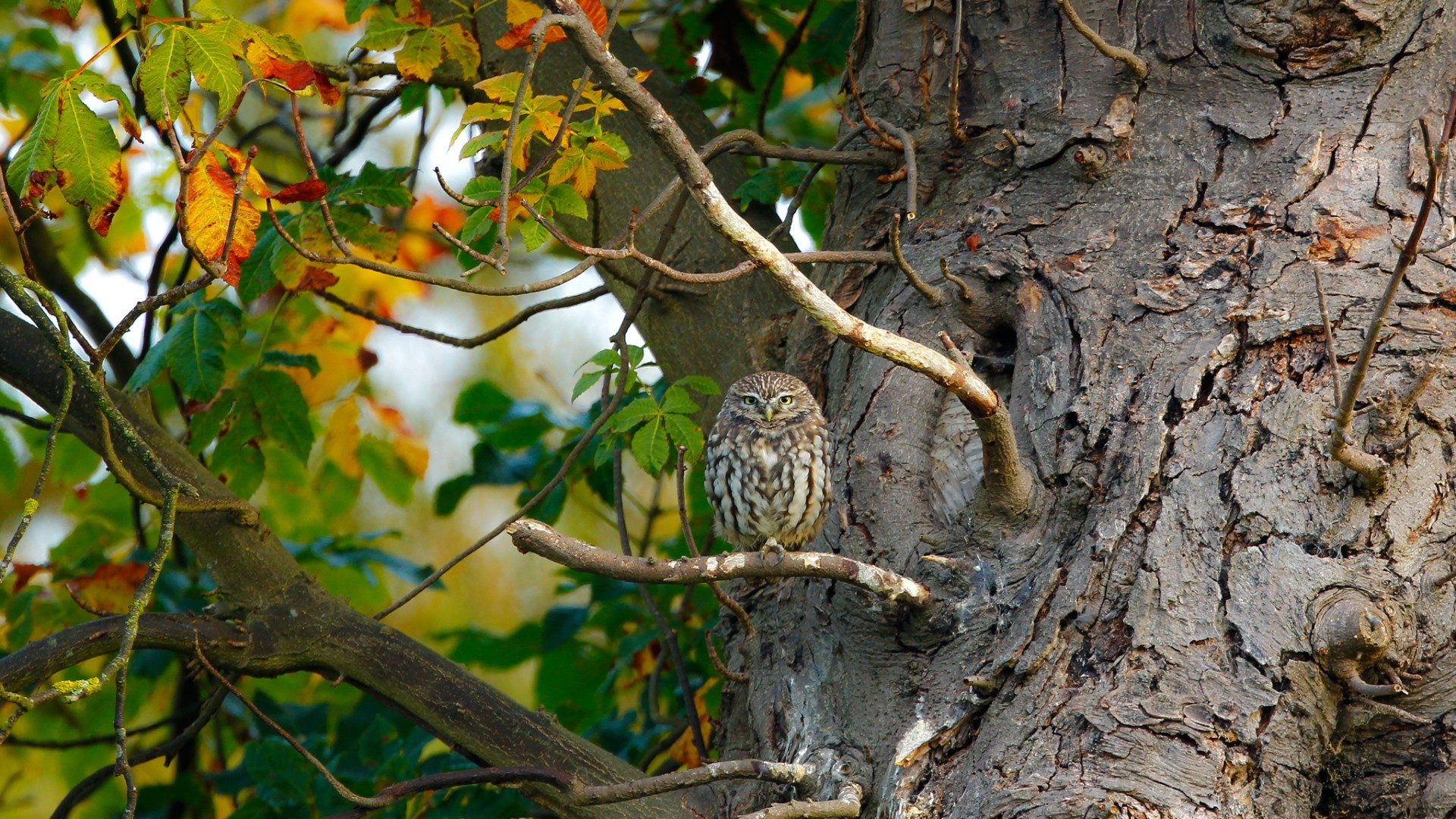 General 1920x1080 nature trees branch leaves animals birds owl sitting outdoors