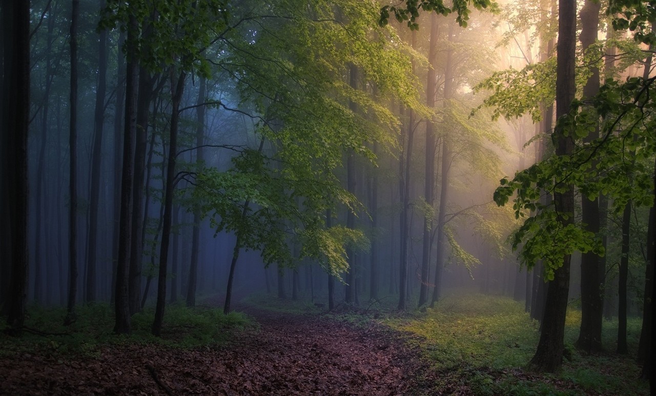 General 1280x772 morning forest mist path trees sunbeams sunlight nature dirt road