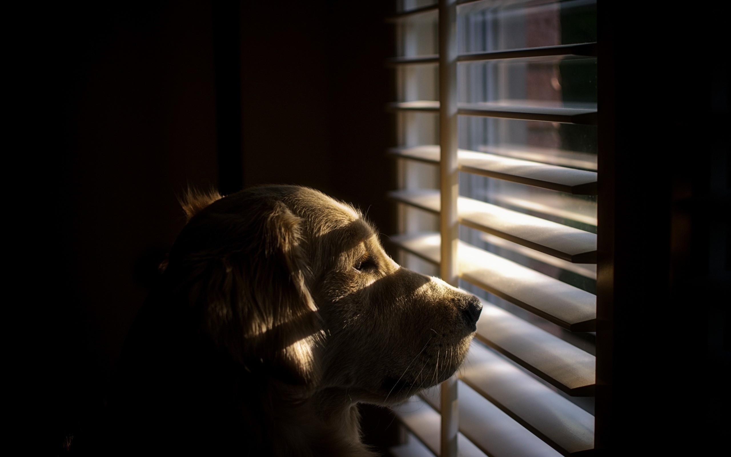 General 2560x1600 dog animals shutters sunlight blinds mammals indoors closeup low light