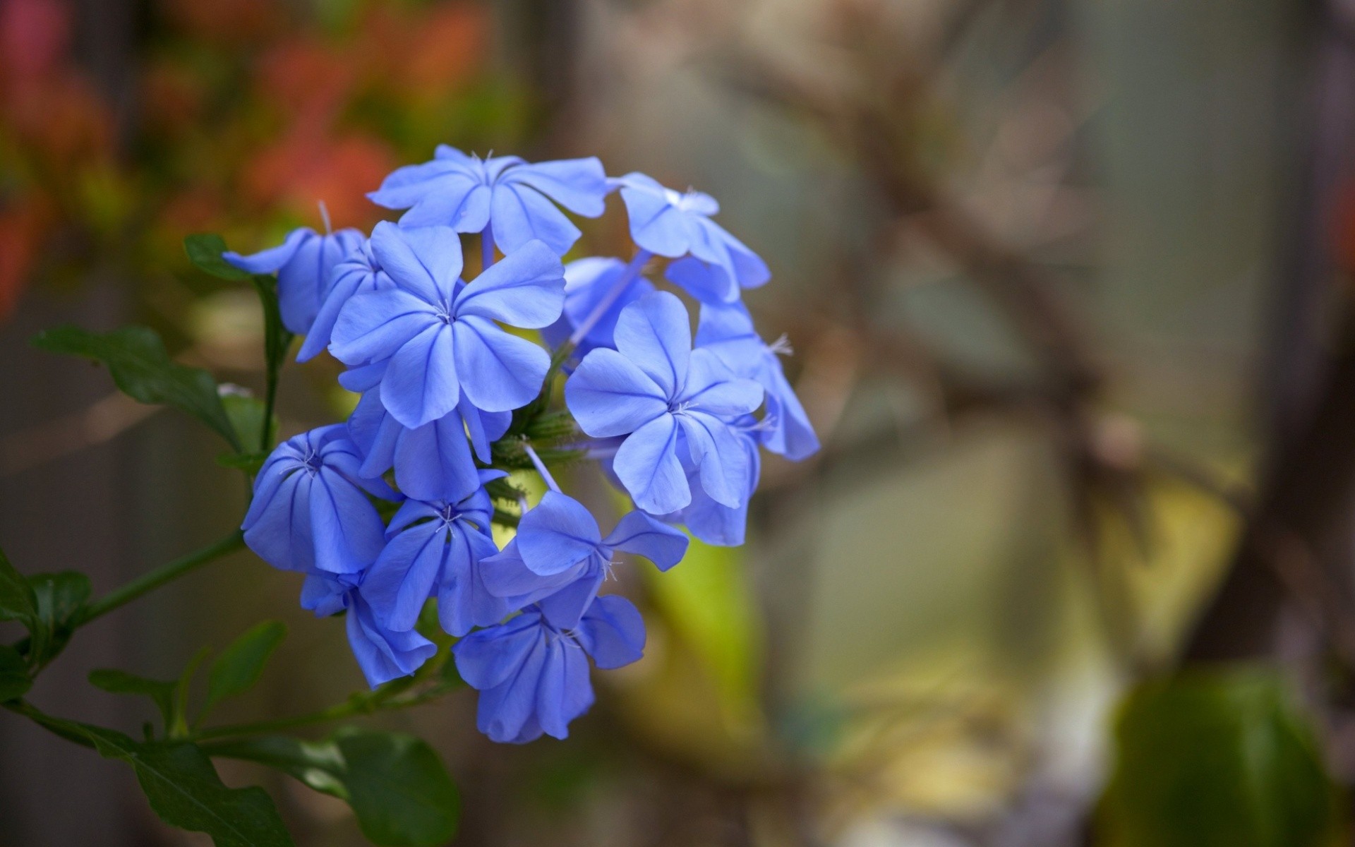 General 1920x1200 flowers blue flowers macro plants