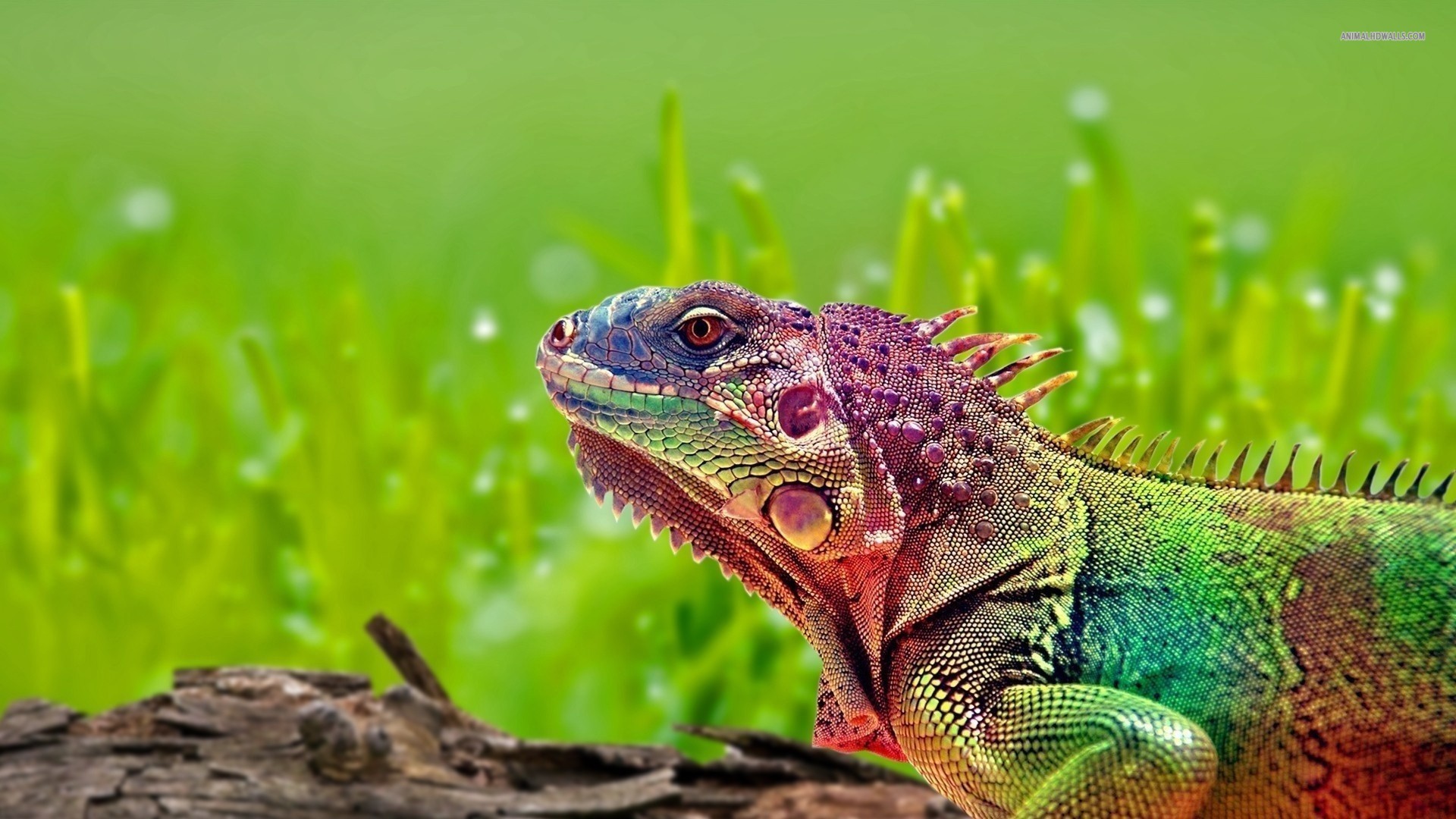 General 1920x1080 animals colorful nature lizards green background
