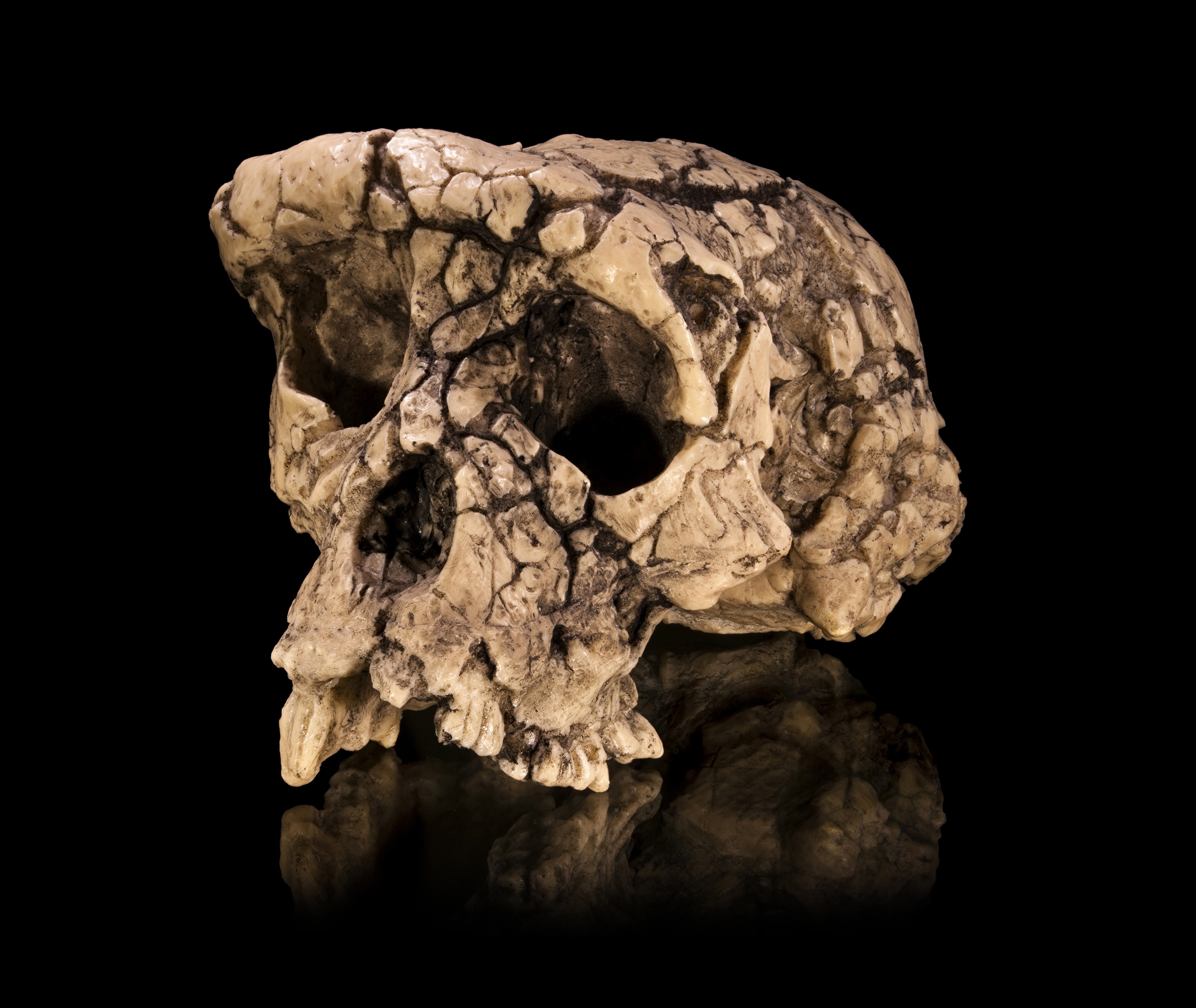 General 4239x3571 vintage bones skull cracked