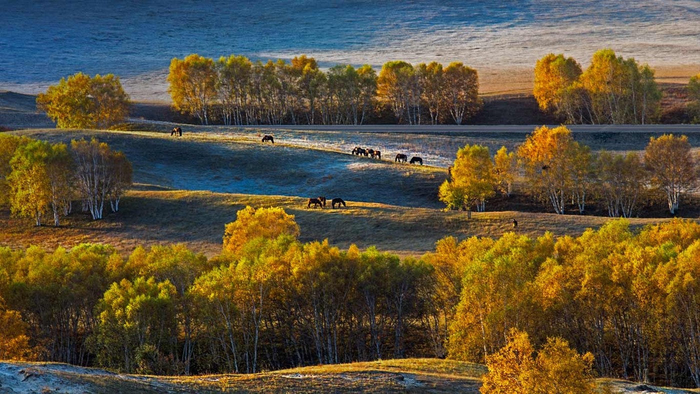 General 1400x787 landscape nature birch trees fall plateau horse grass yellow Siberia Asia