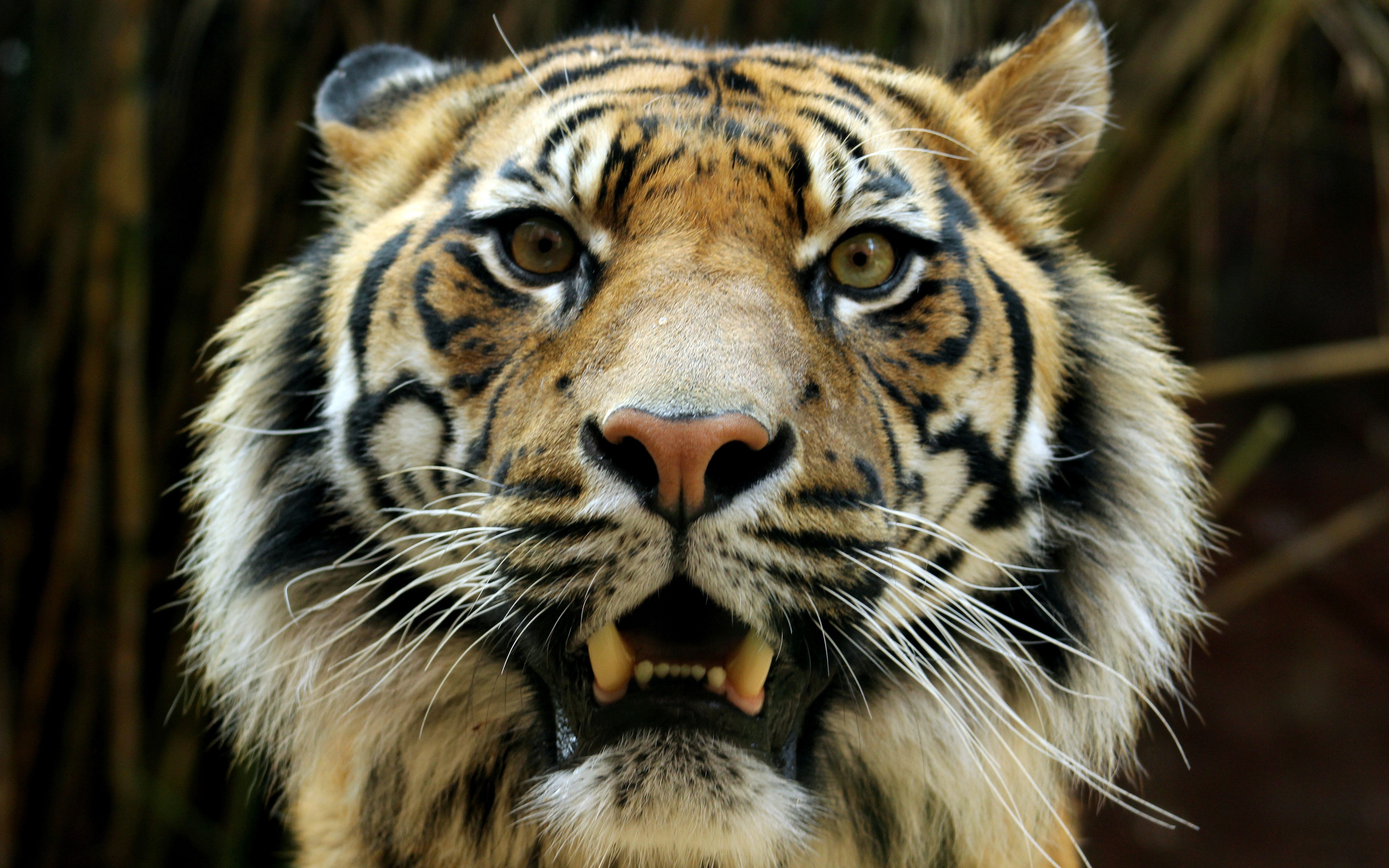 General 3840x2400 Bengal tigers animals wildlife big cats mammals closeup