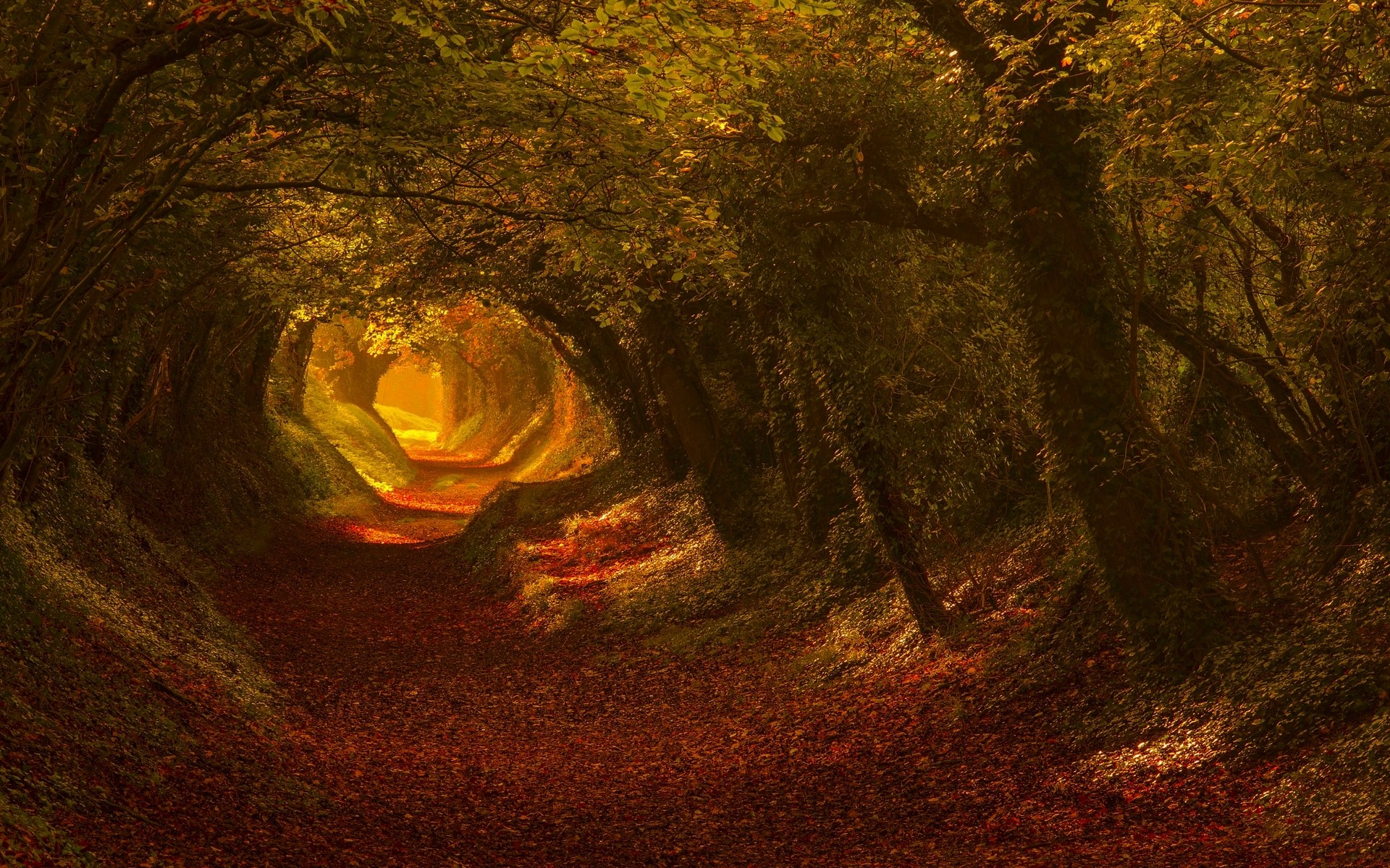 General 1920x1200 nature trees fall leaves tunnel sunlight foliage outdoors fallen leaves plants tunnel of trees Halnaker England
