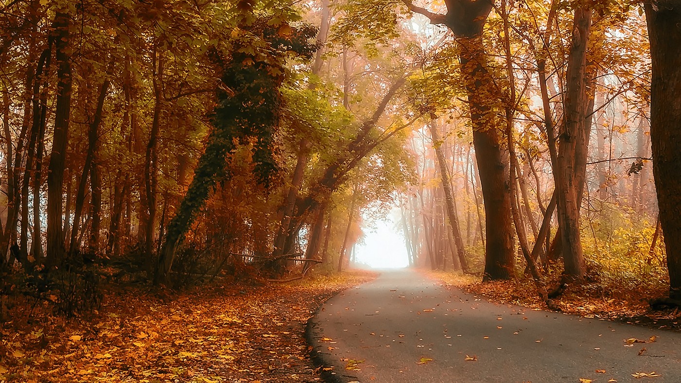 General 1400x788 nature fall forest road mist daylight leaves trees