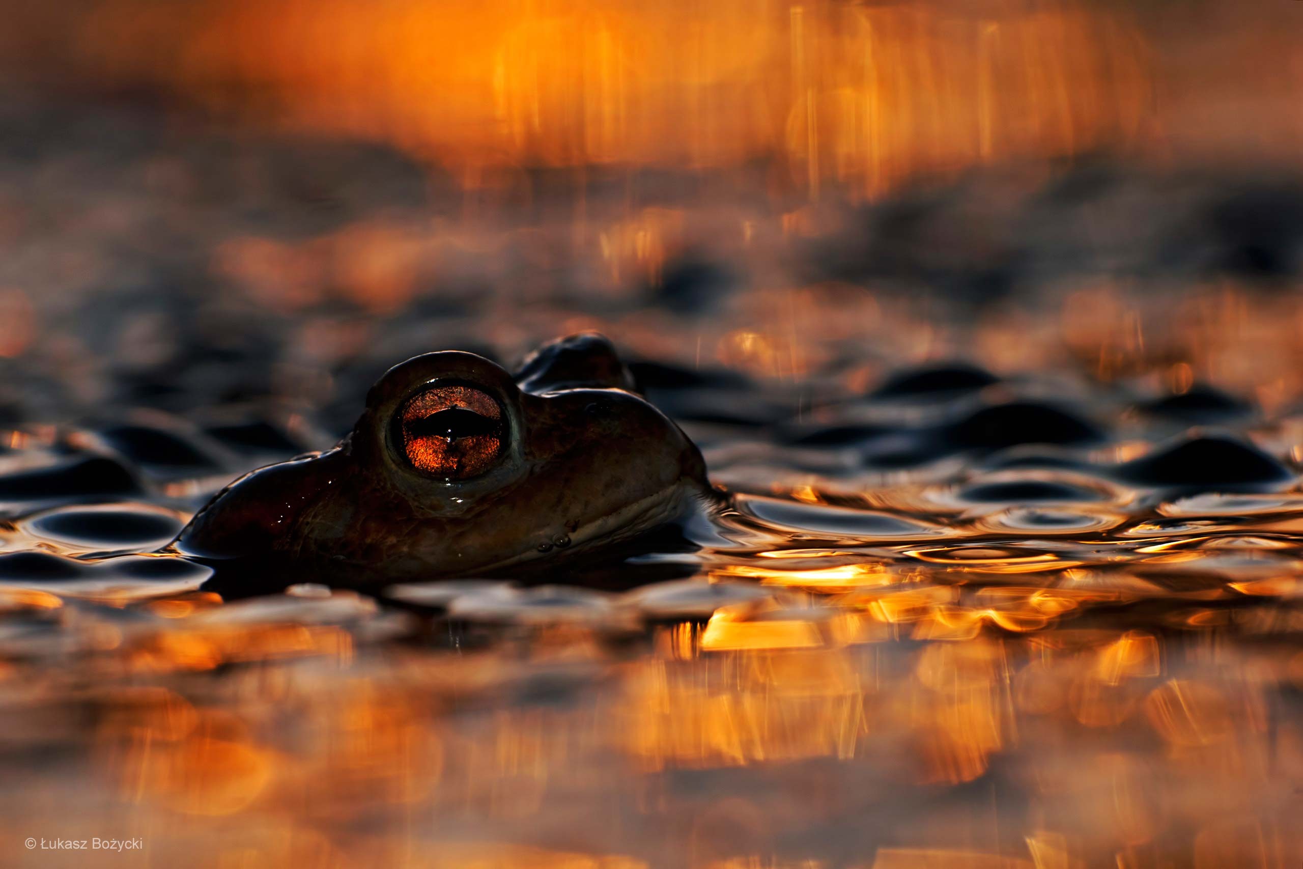 General 2560x1707 animals frog lake eyes macro amphibian water orange nature