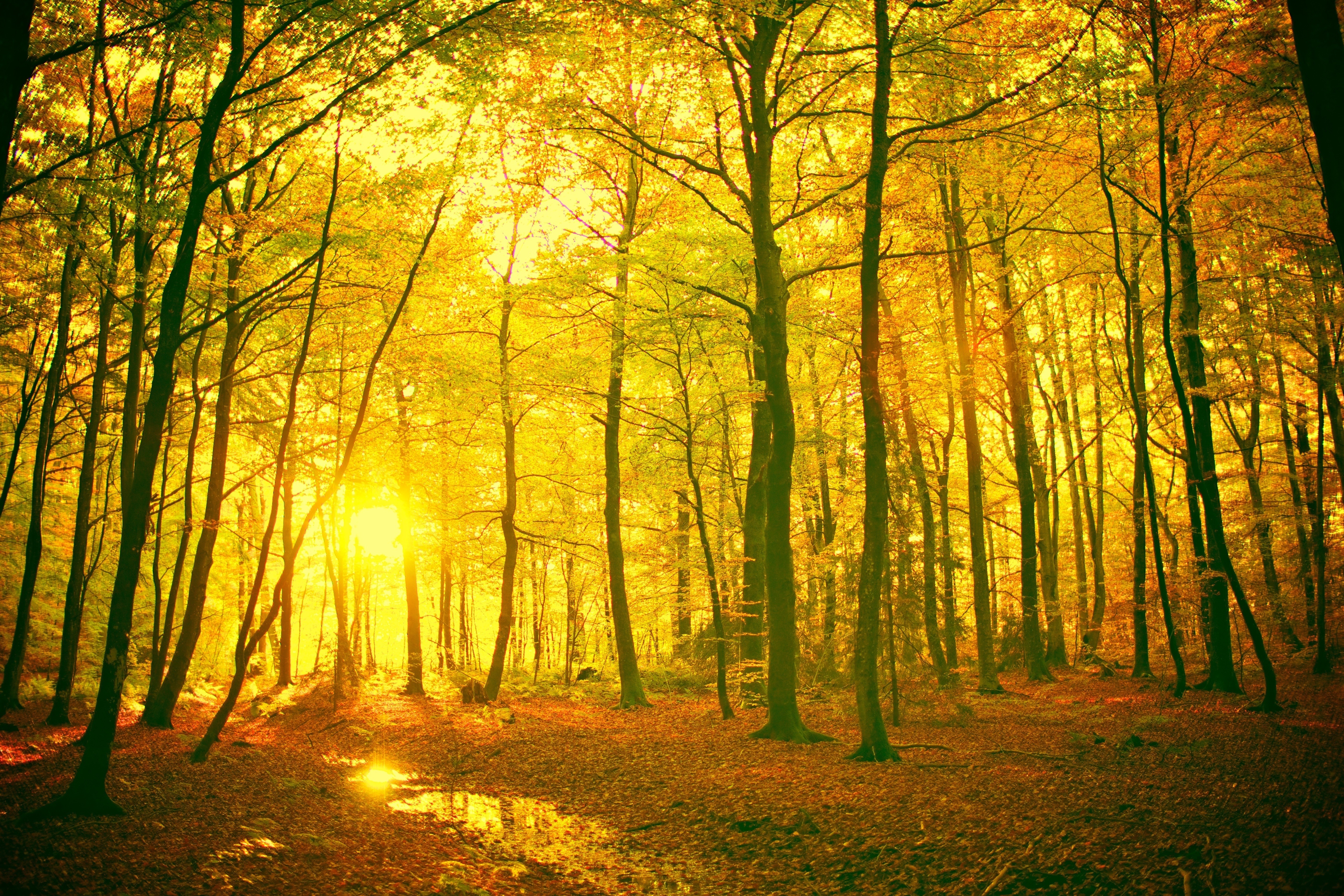 General 5616x3744 forest trees nature sunlight yellow fall outdoors plants