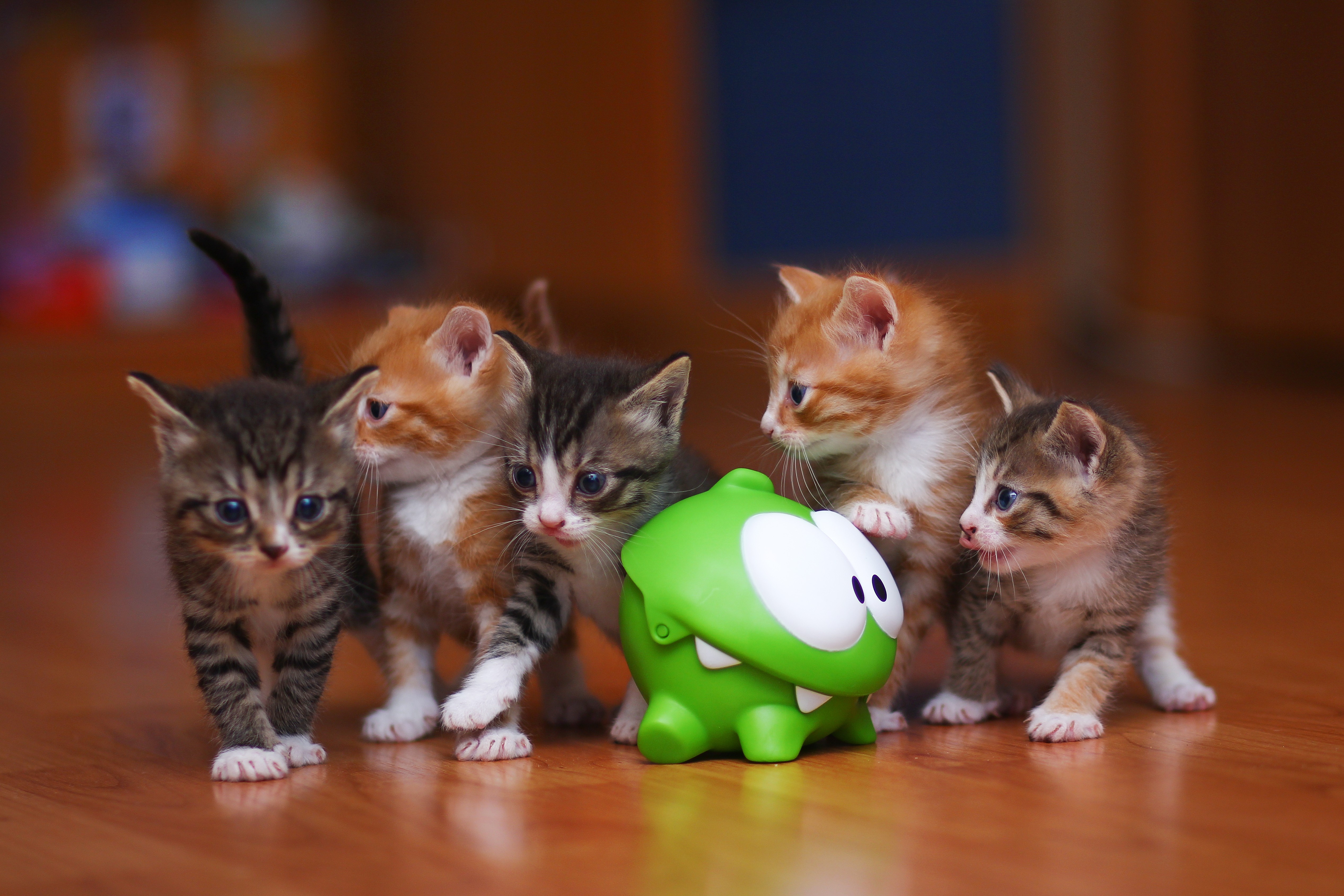 General 5069x3379 photography kittens baby animals cats animals indoors mammals toys closeup