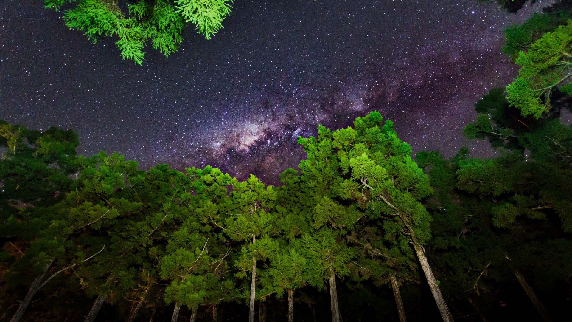 General 1920x1080 nature trees forest branch leaves wood worm's eye view night Milky Way stars clear sky low-angle