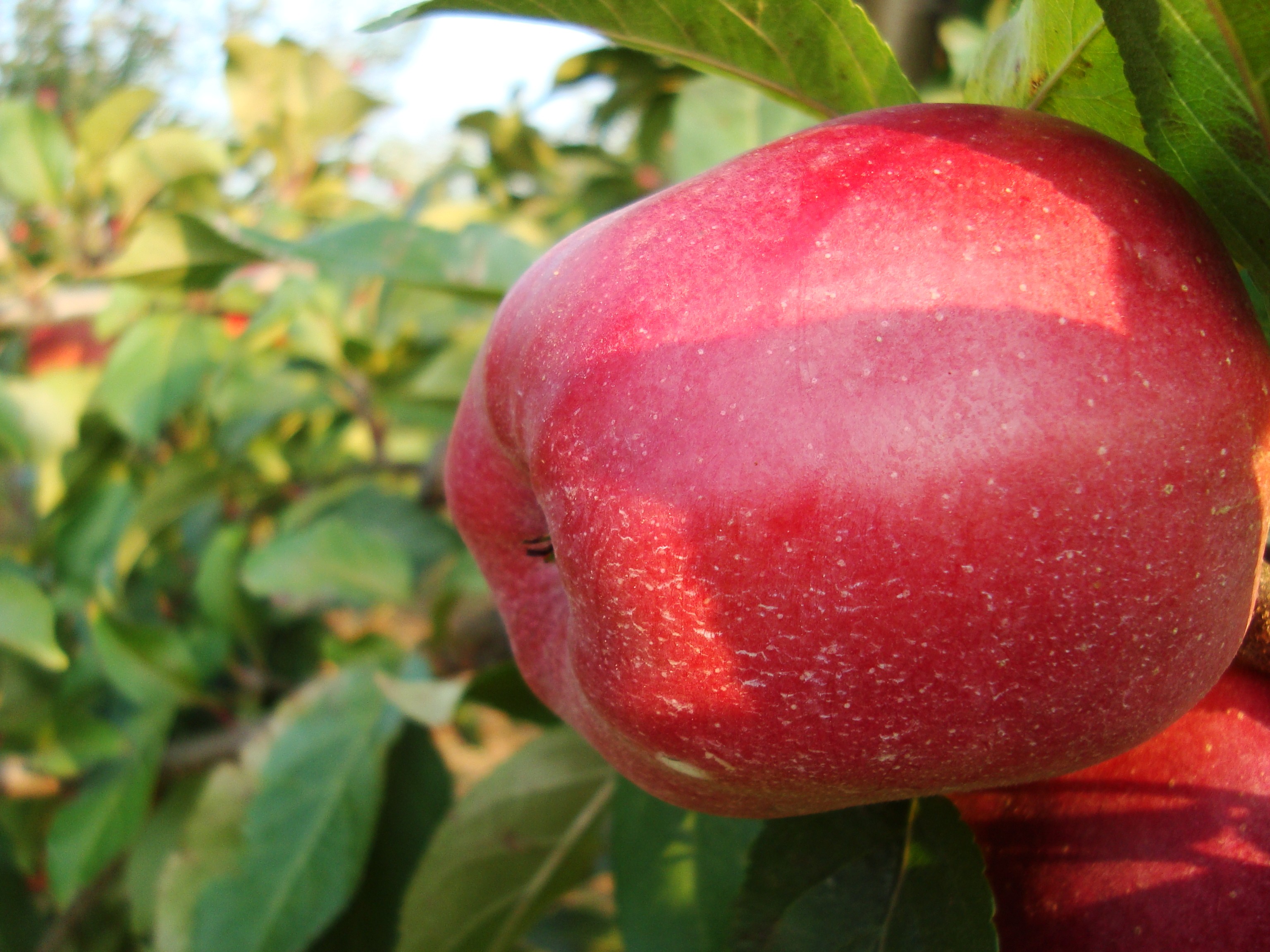 General 3072x2304 apples fruit outdoors plants food closeup