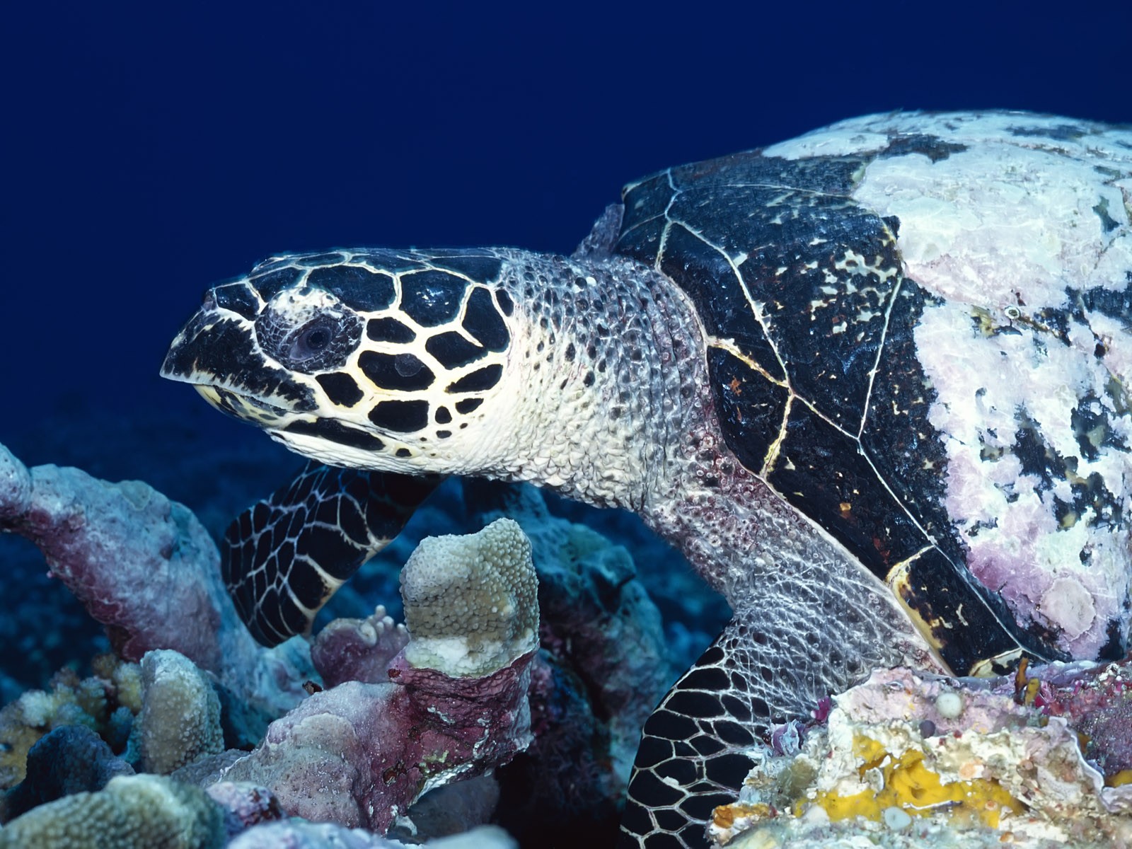 General 1600x1200 sea underwater turtle coral animals