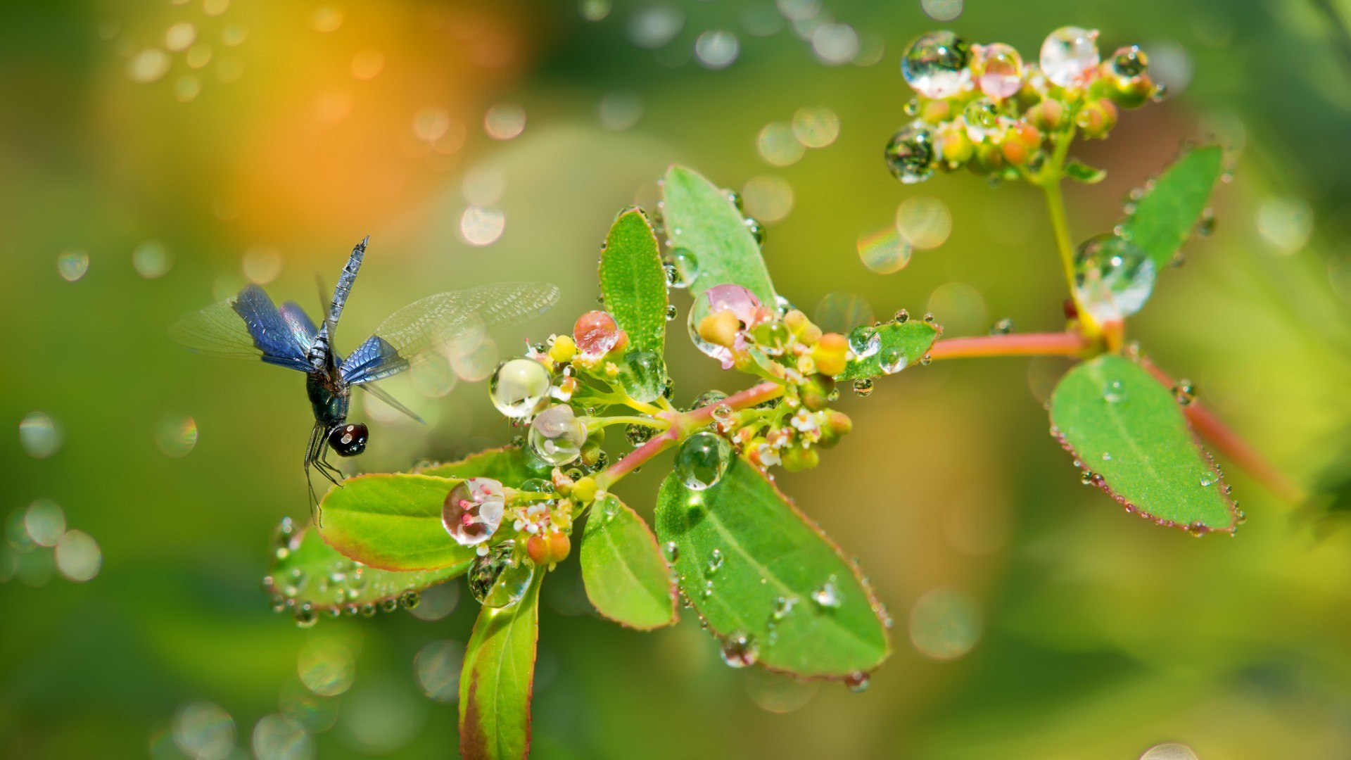 General 1920x1080 insect plants water drops leaves green vibrant animals