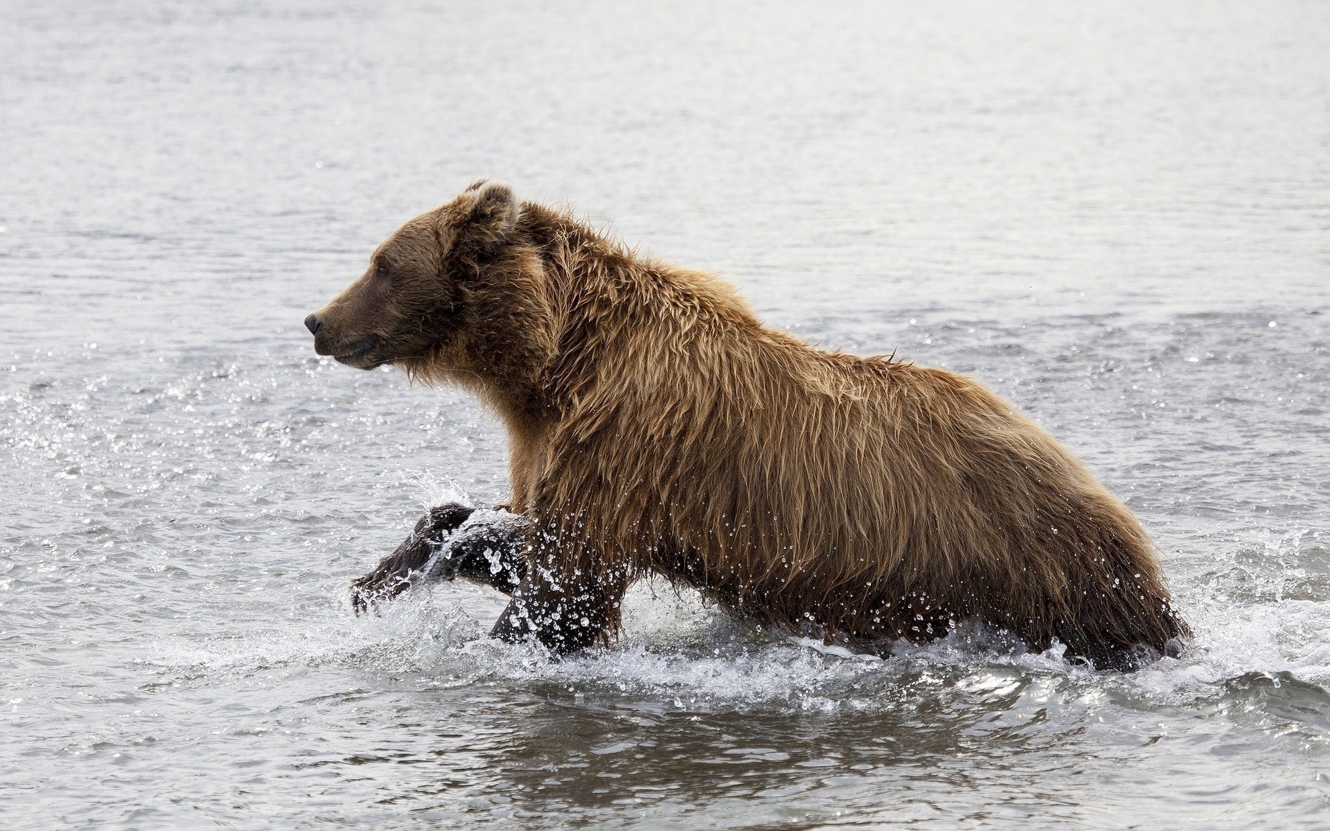 General 1920x1200 animals bears water mammals in water outdoors