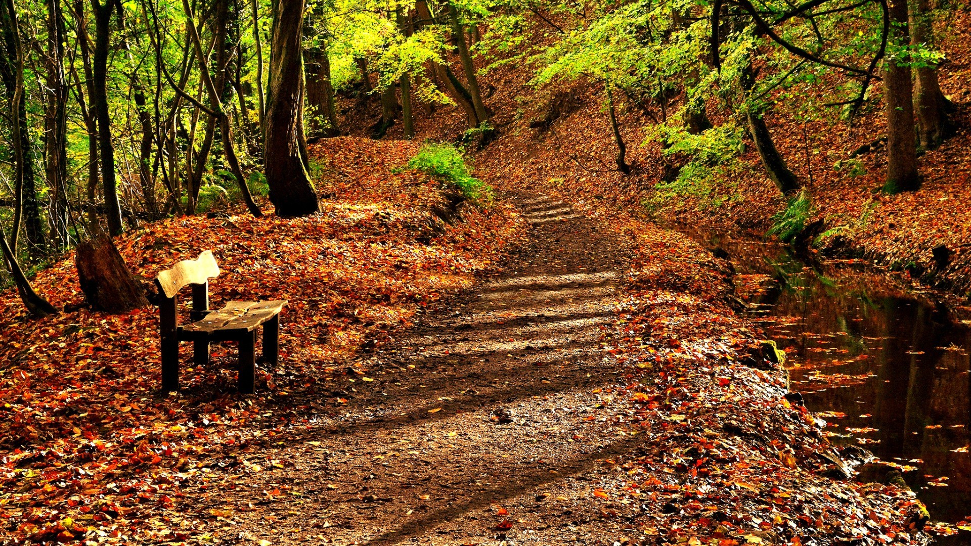 General 1920x1080 forest fallen leaves path bench creeks outdoors