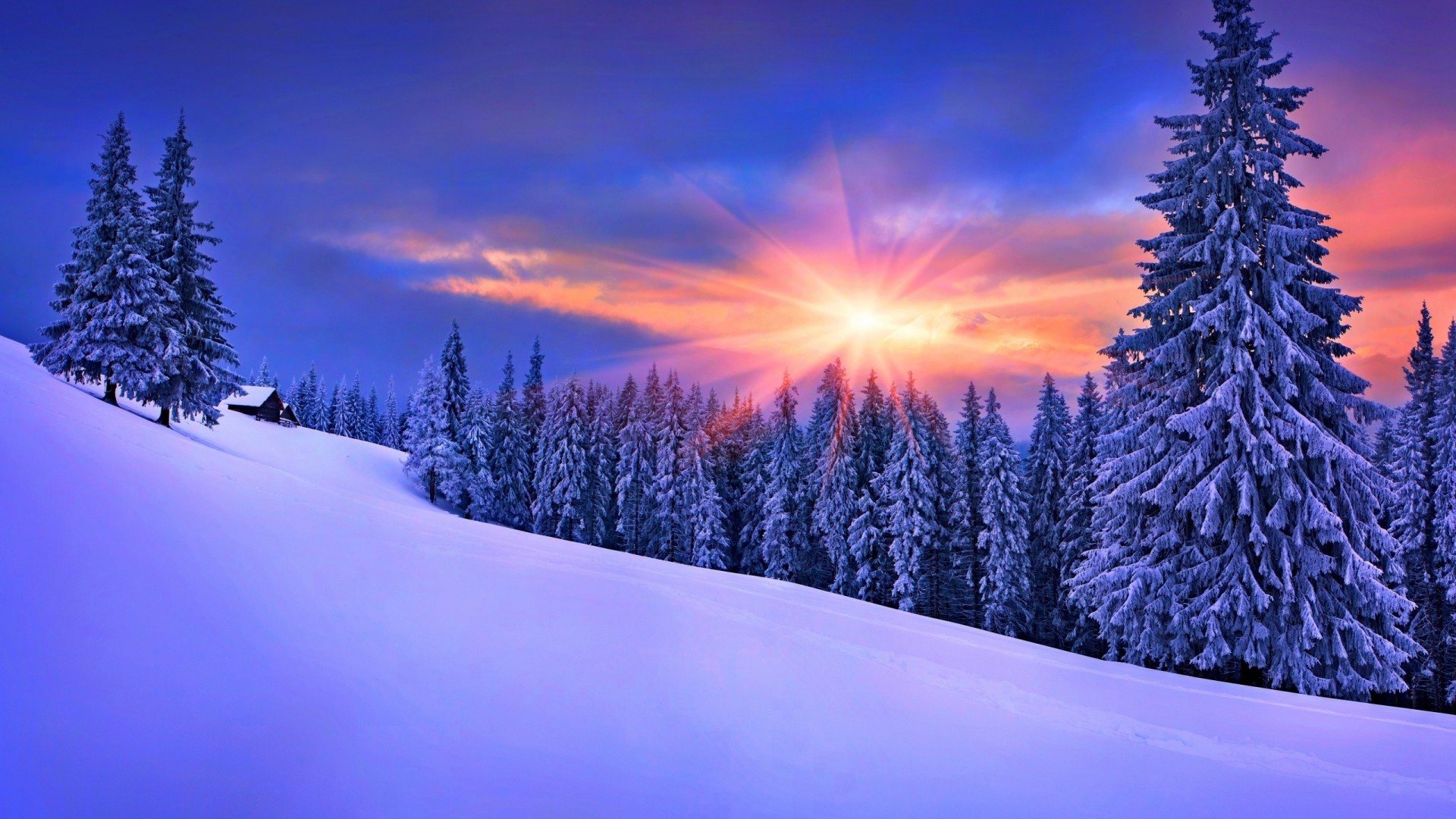 General 1920x1080 pine trees landscape winter sunset snow cold ice trees outdoors sunlight