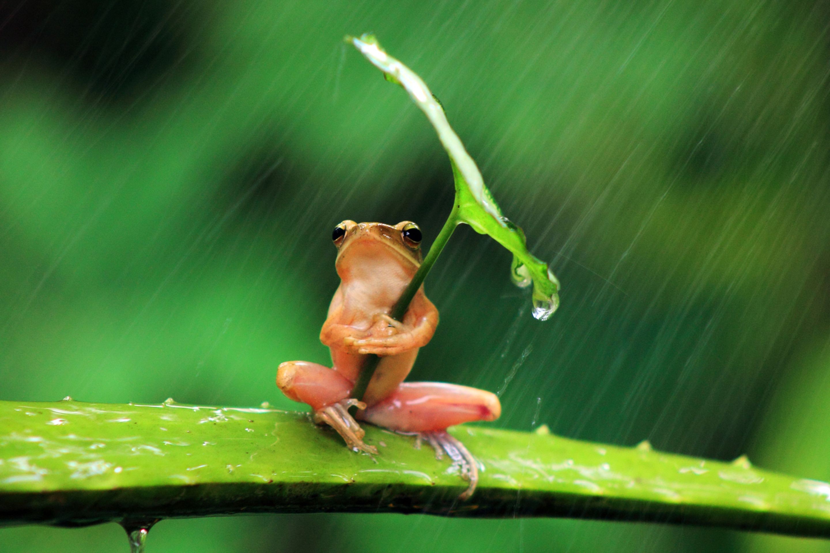 General 2880x1920 rain leaves frog animals water drops nature depth of field closeup