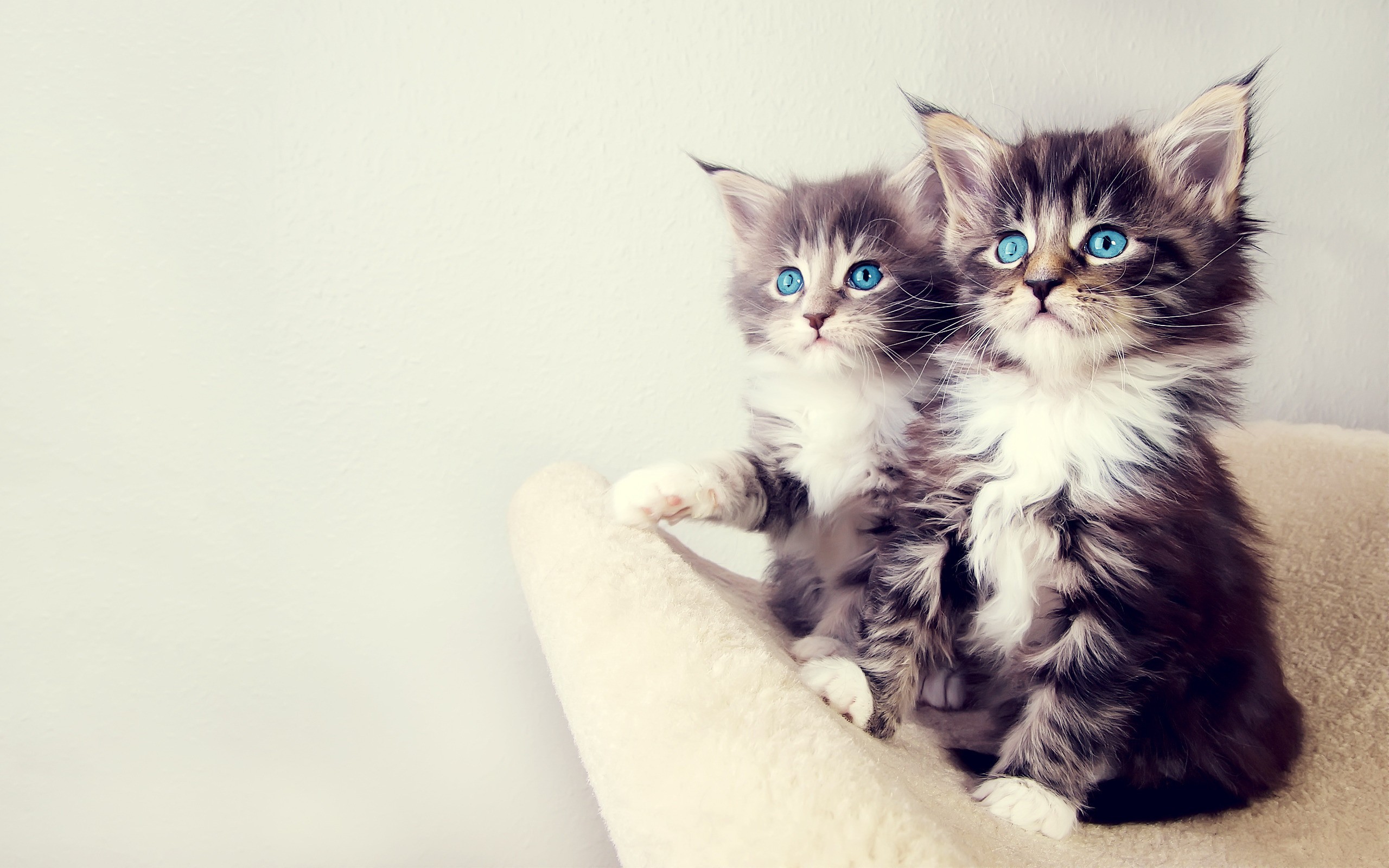 General 2560x1600 cats blue eyes kittens animals mammals simple background