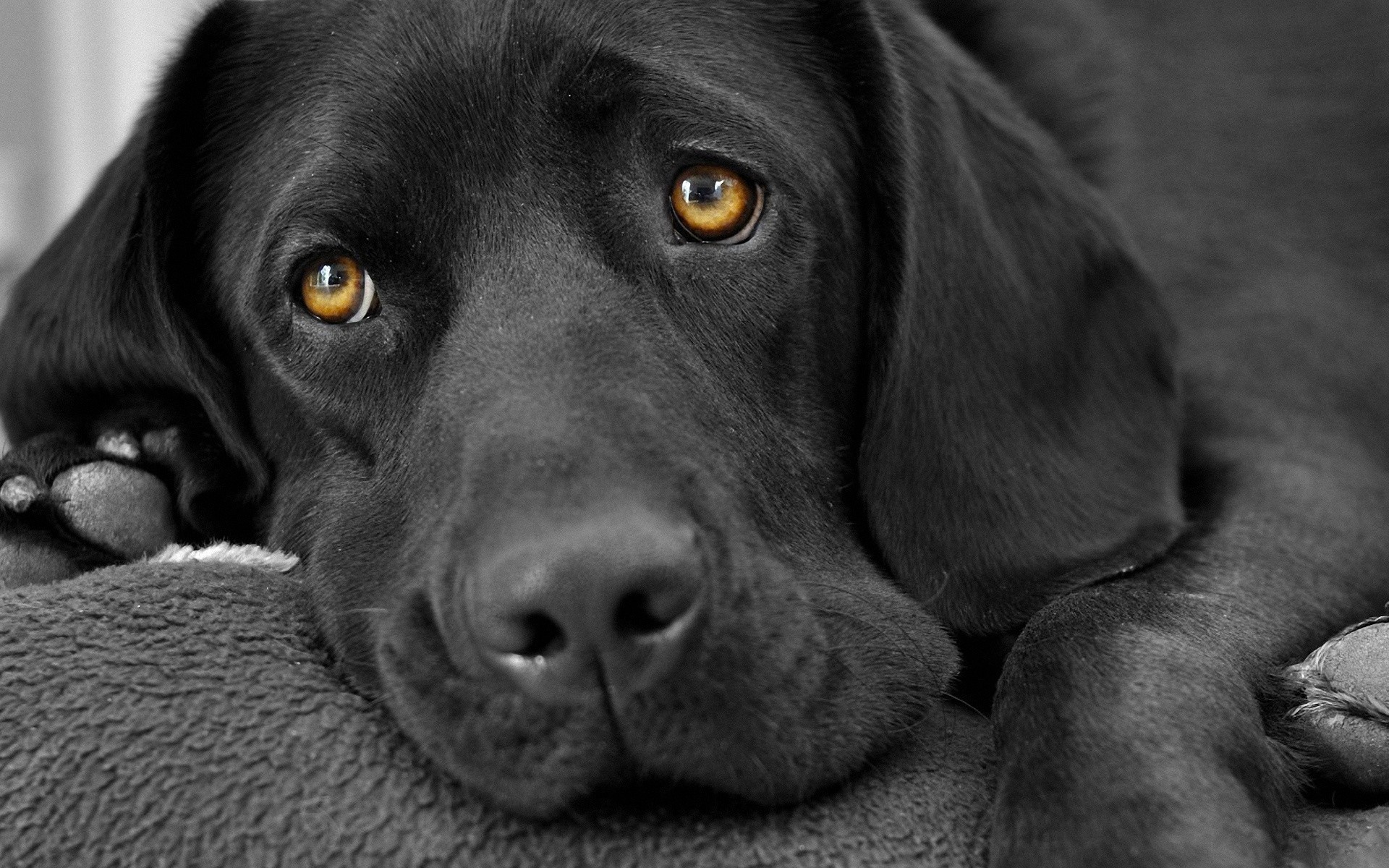 General 1920x1200 dog animals sad selective coloring Labrador Retriever mammals animal eyes