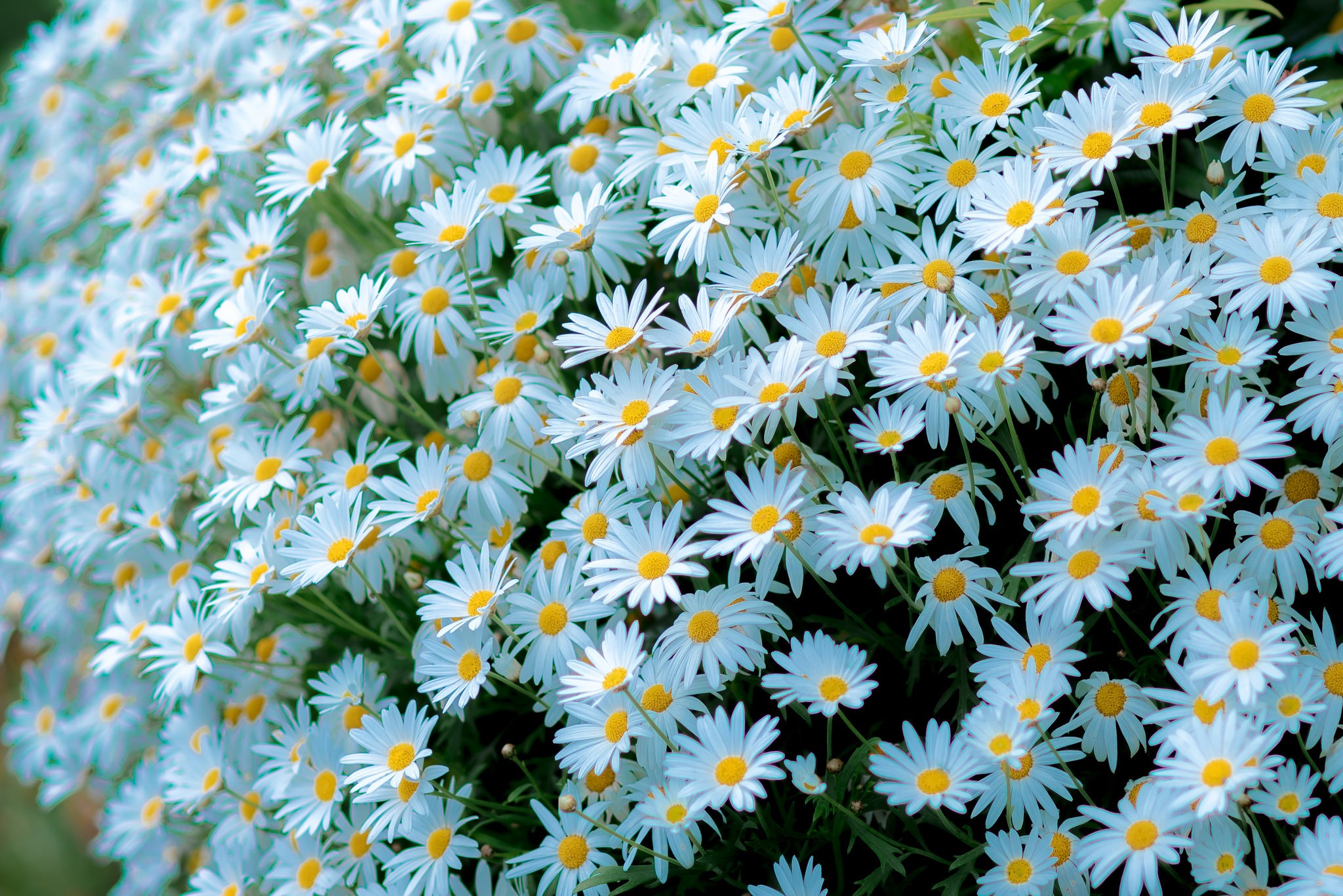 General 2048x1367 plants flowers white flowers chamomile closeup depth of field