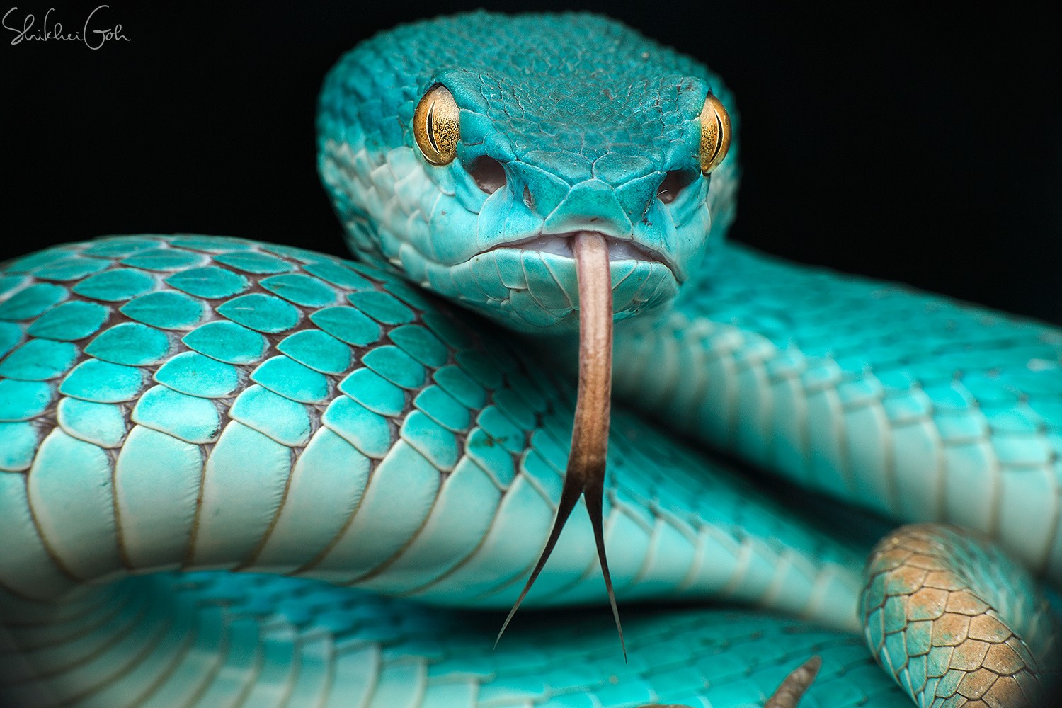 General 1500x1000 turquoise snake reptiles animals