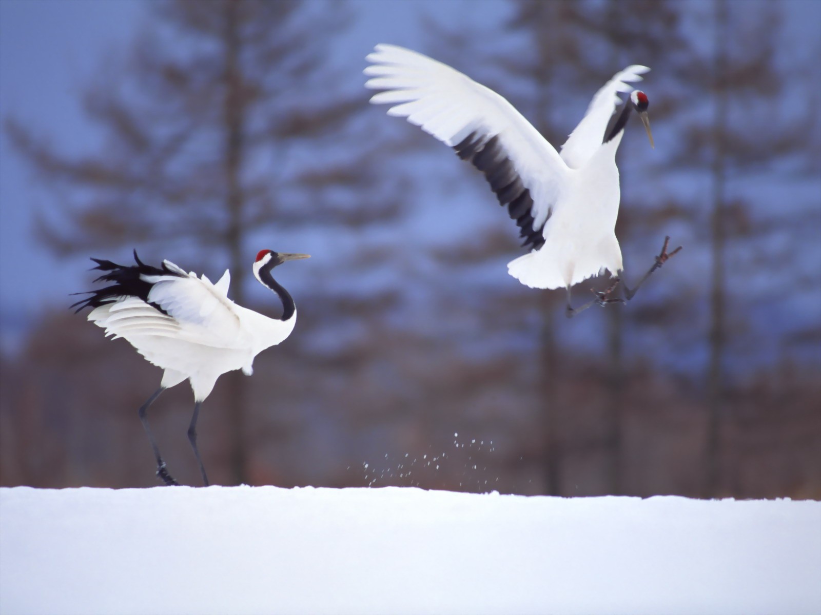 General 1600x1200 birds snow cranes (bird) animals winter nature wings