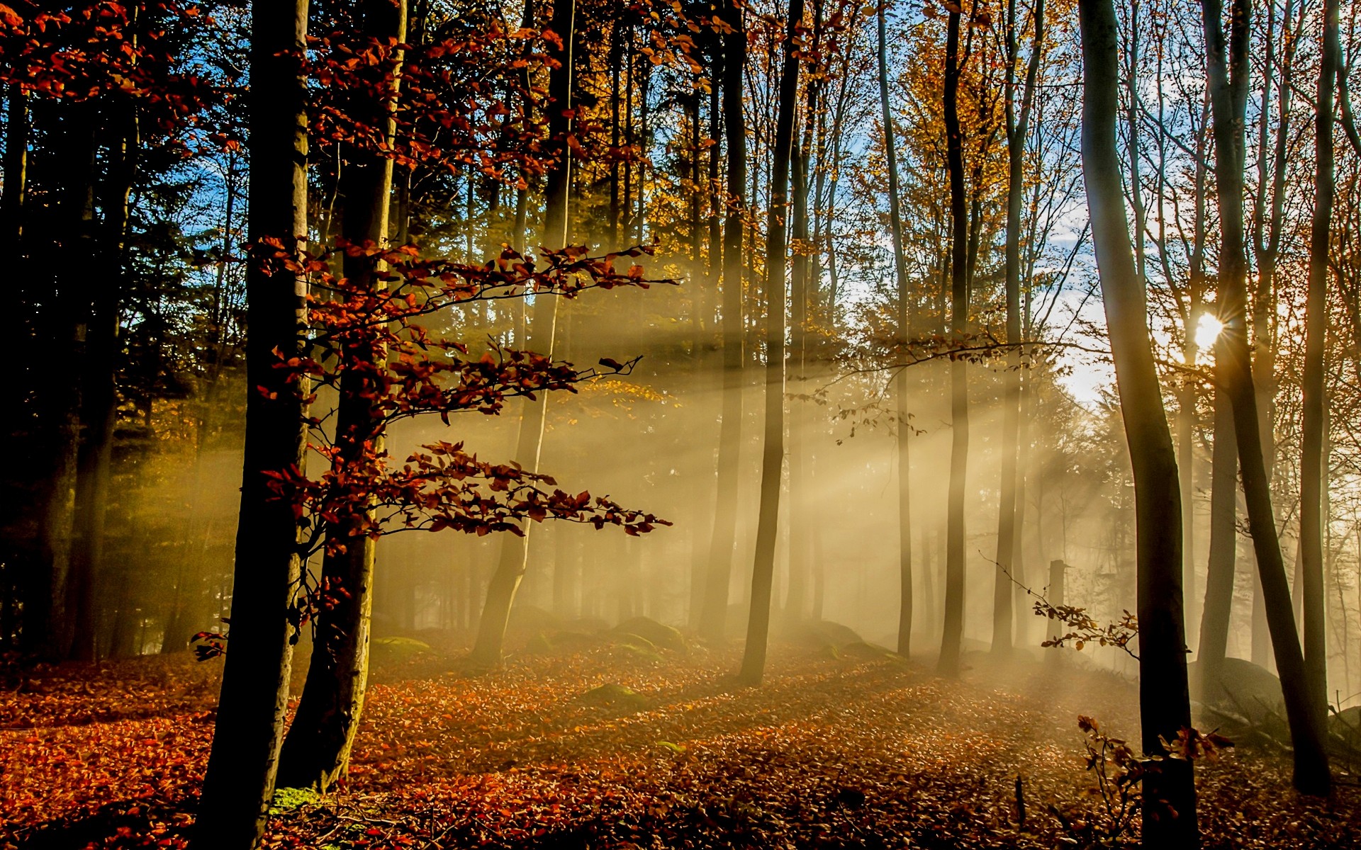 General 1920x1200 nature sun rays forest fall leaves mist sunlight trees morning