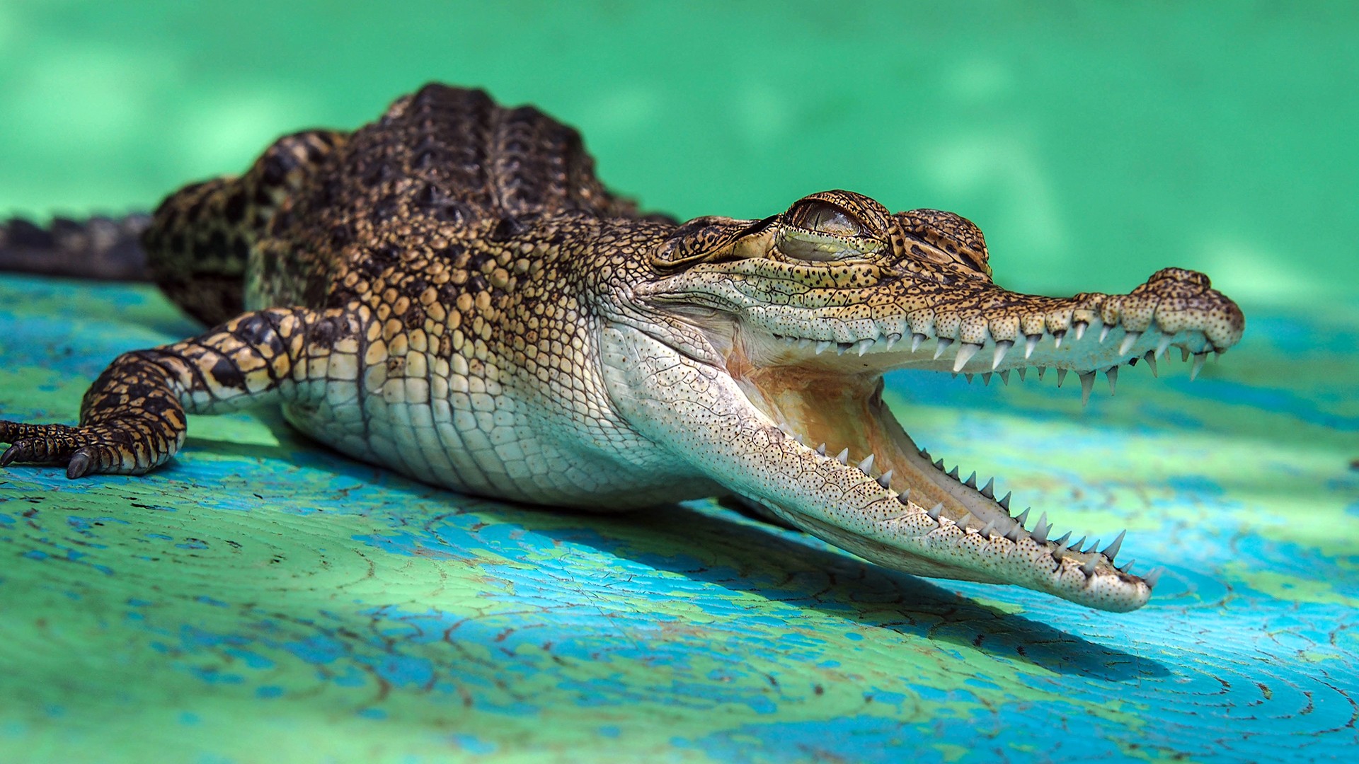 General 1920x1080 animals reptiles teeth green alligators crocodiles