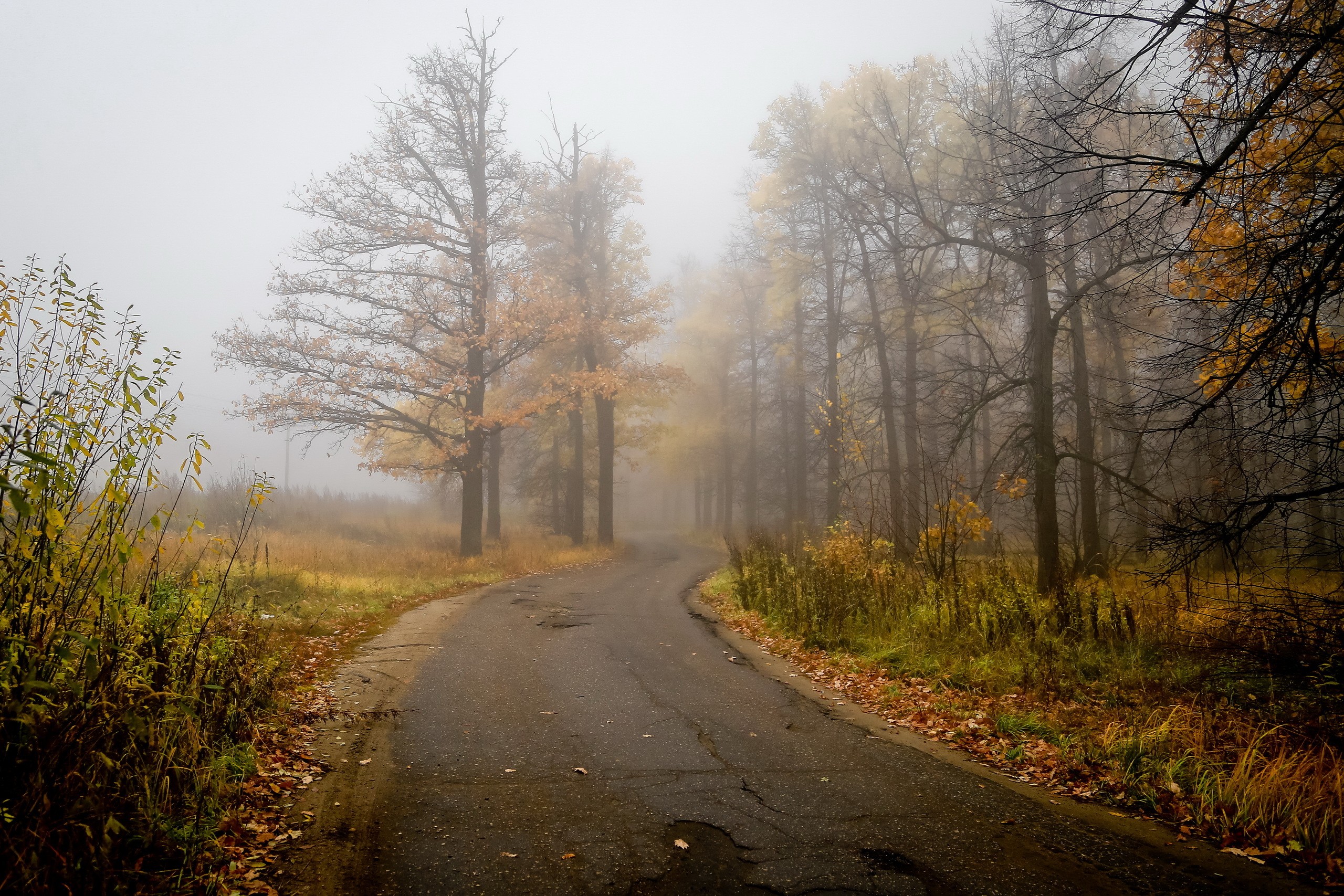 General 2560x1707 trees road outdoors mist fall asphalt nature