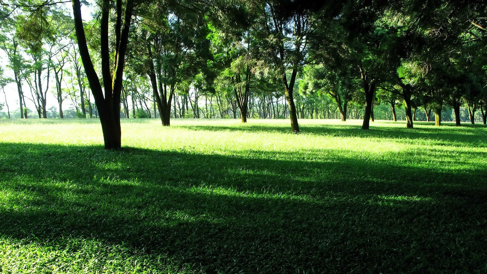 General 1920x1080 grass trees outdoors sunlight