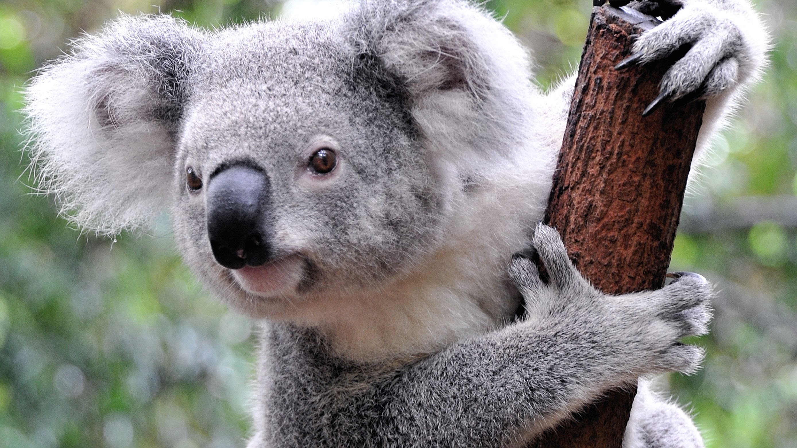 General 2776x1562 animals koalas mammals bears closeup