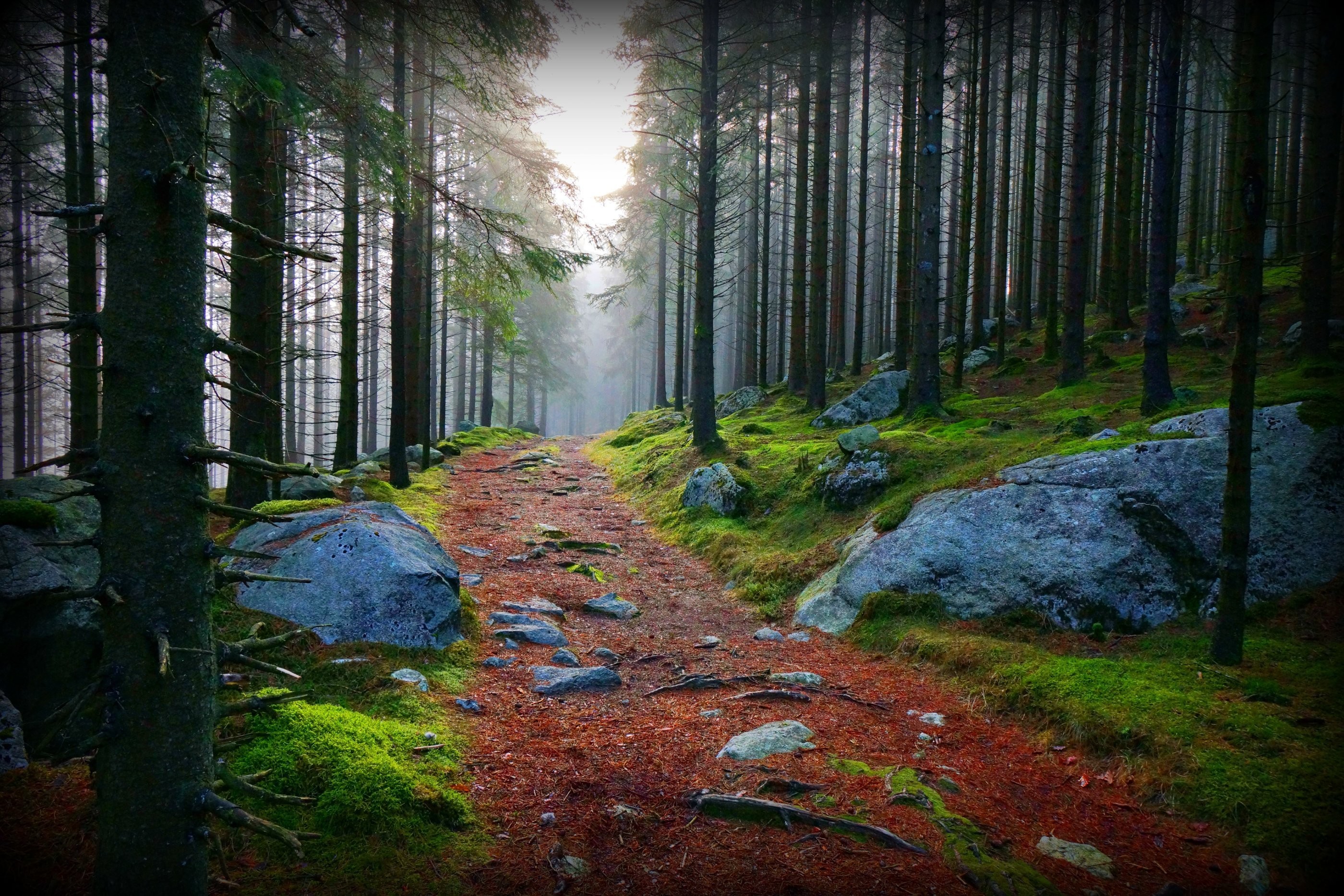 General 2800x1867 trees rocks outdoors plants nature path forest