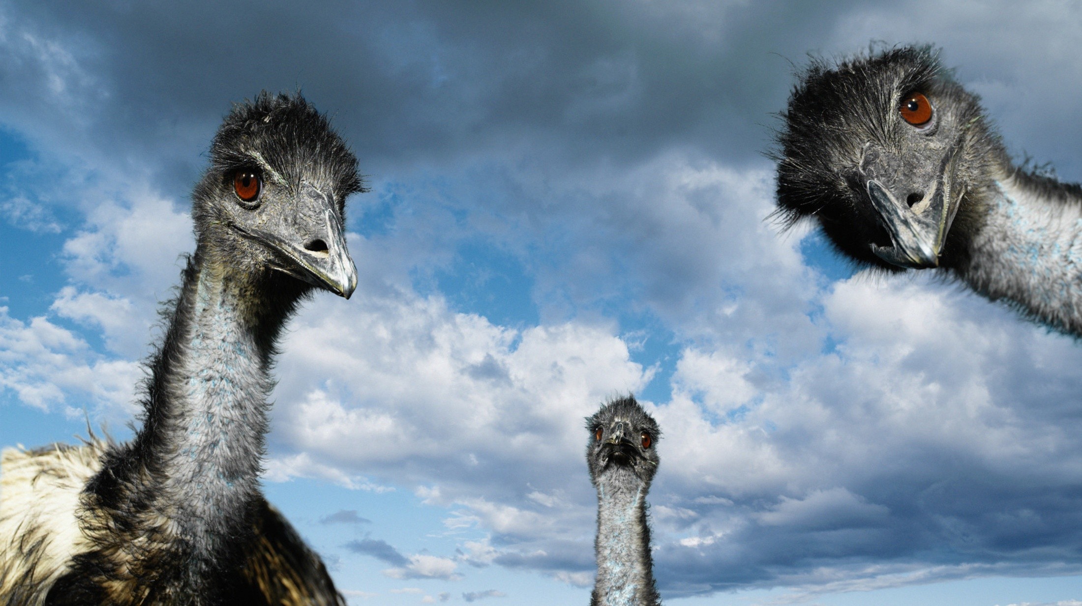 General 2200x1233 animals red eyes sky birds digital art ostrich