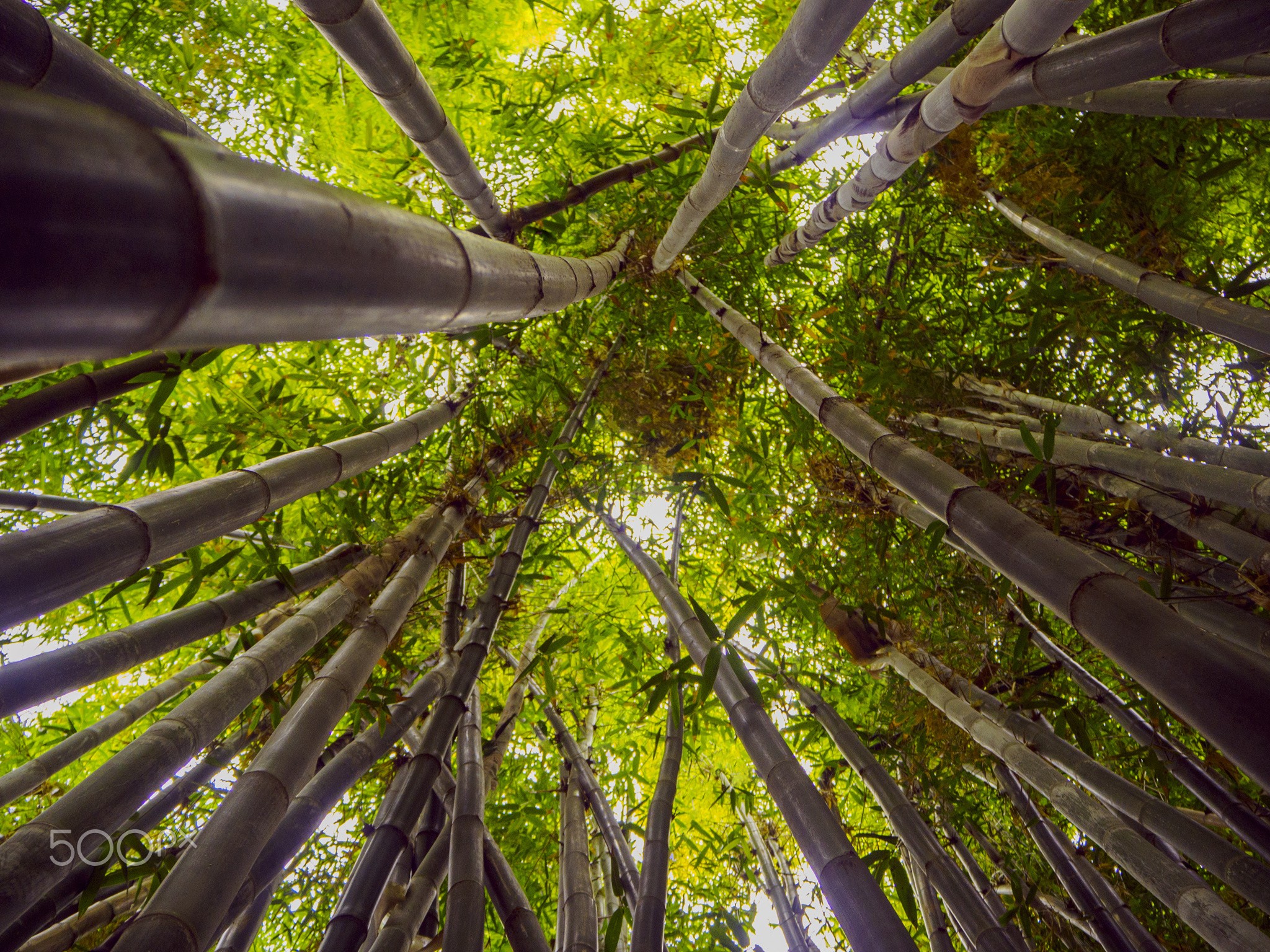 General 2048x1536 worm's eye view trees forest bottom view bamboo plants